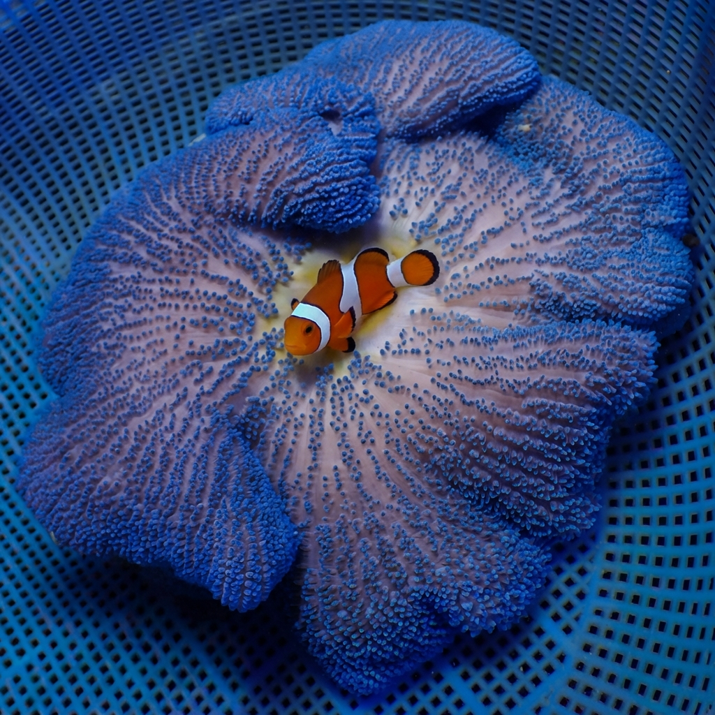 Stichodactyla haddoni
