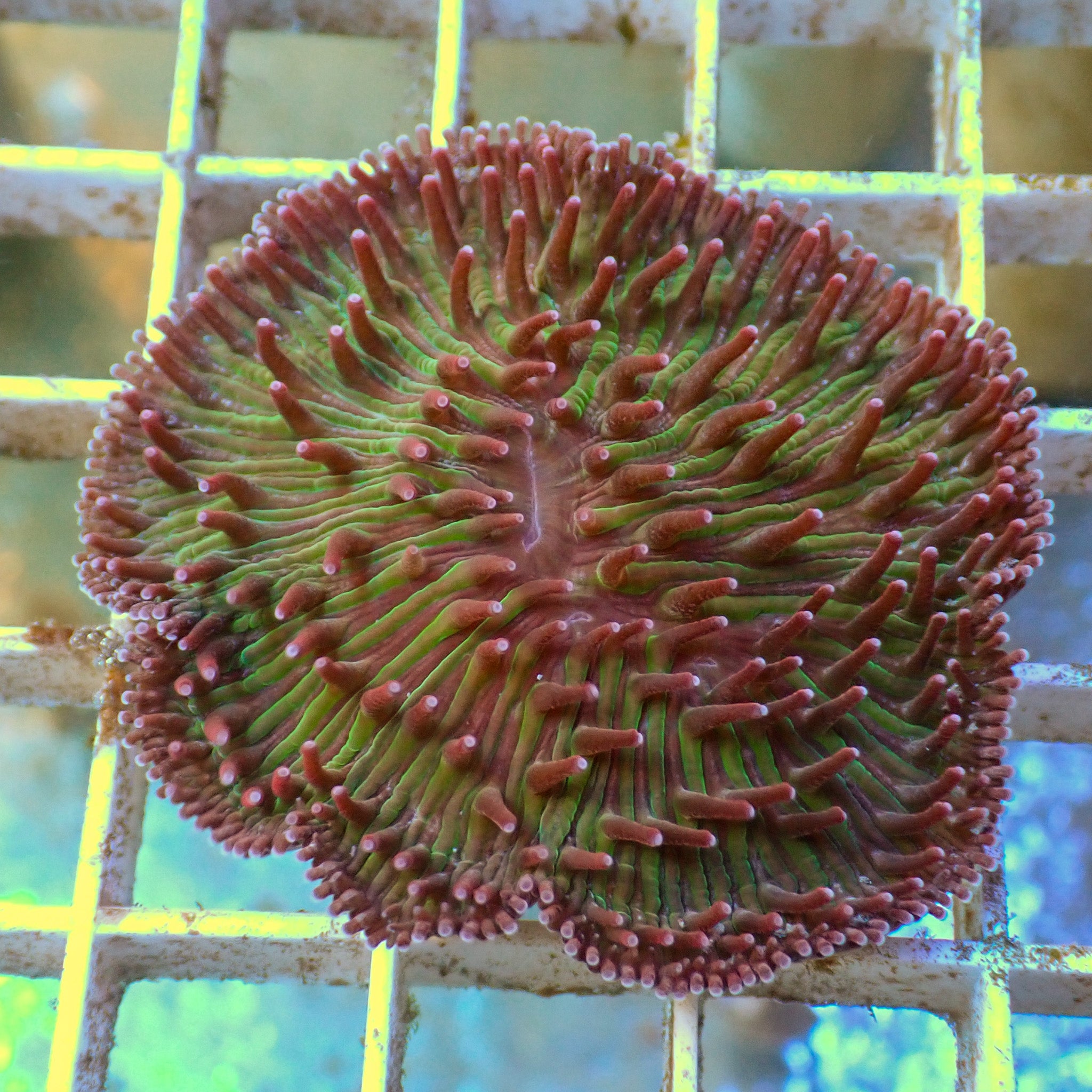 WYSIWYG Watermelon Jolly Rancher Diaseris Plate Coral (2-3")