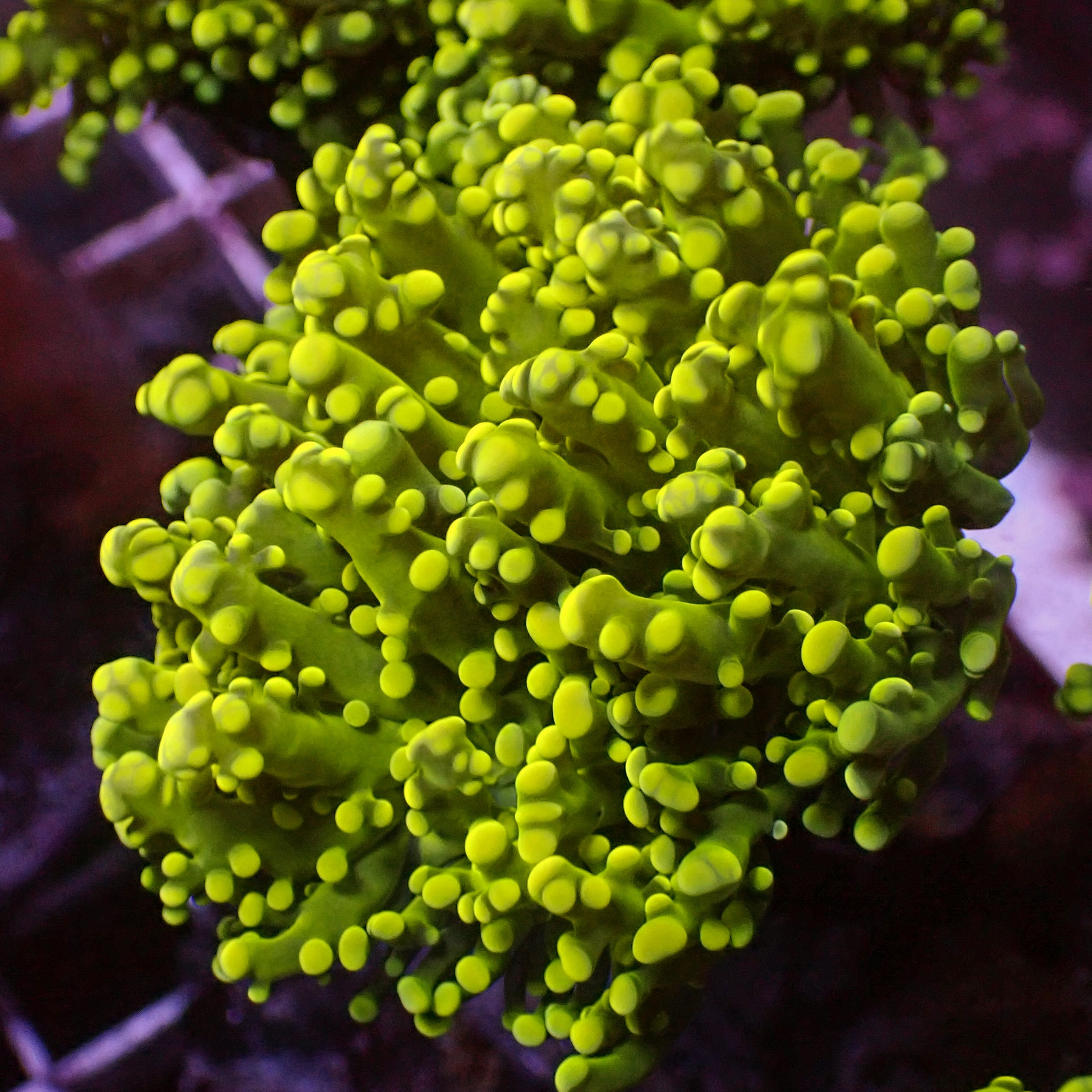 Euphyllia paradivisa