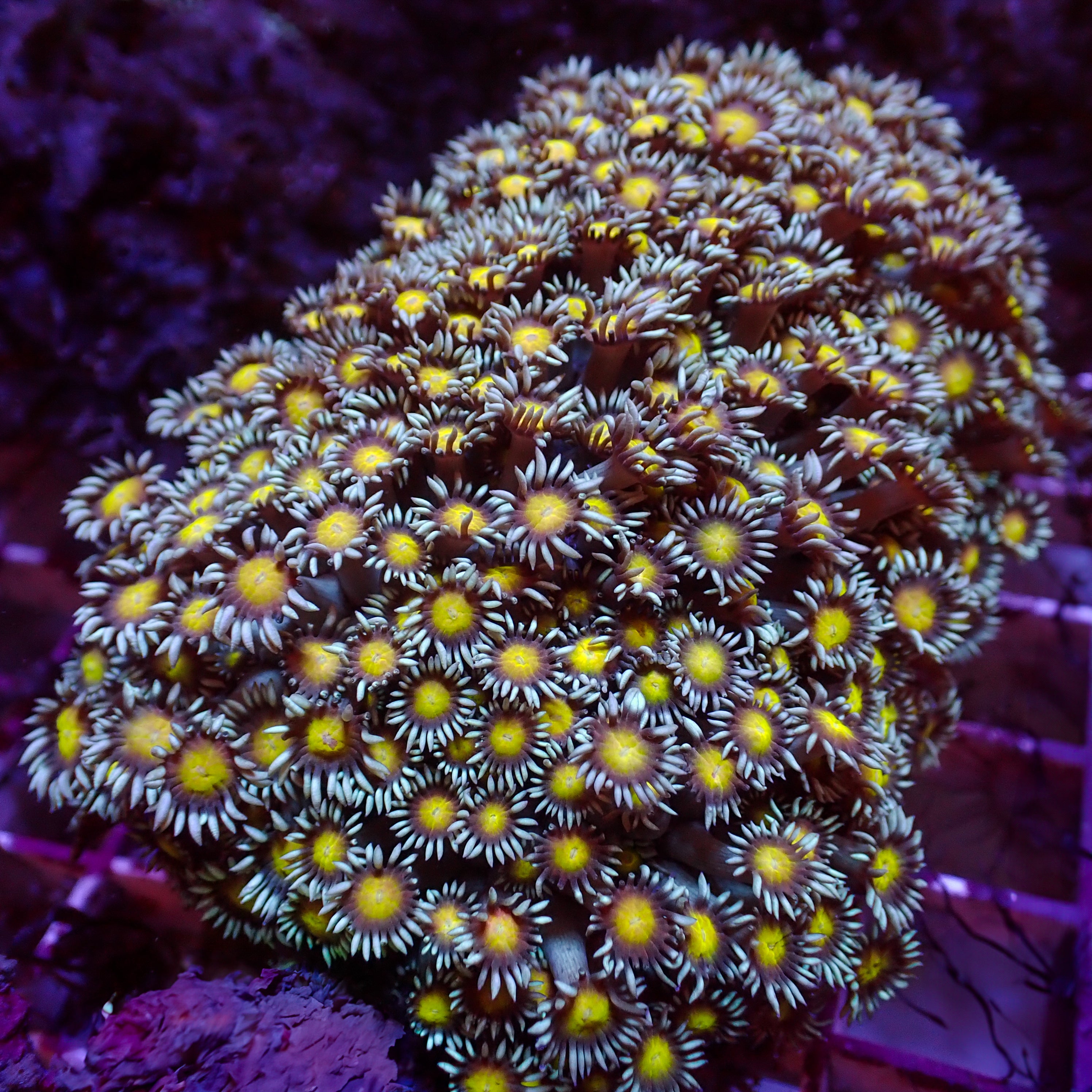 Goniopora djiboutiensis