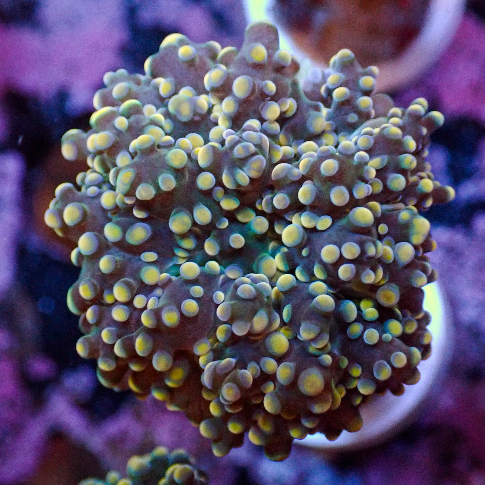 Euphyllia paradivisa