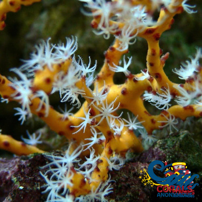 Yellow Sea Finger Gorgonian