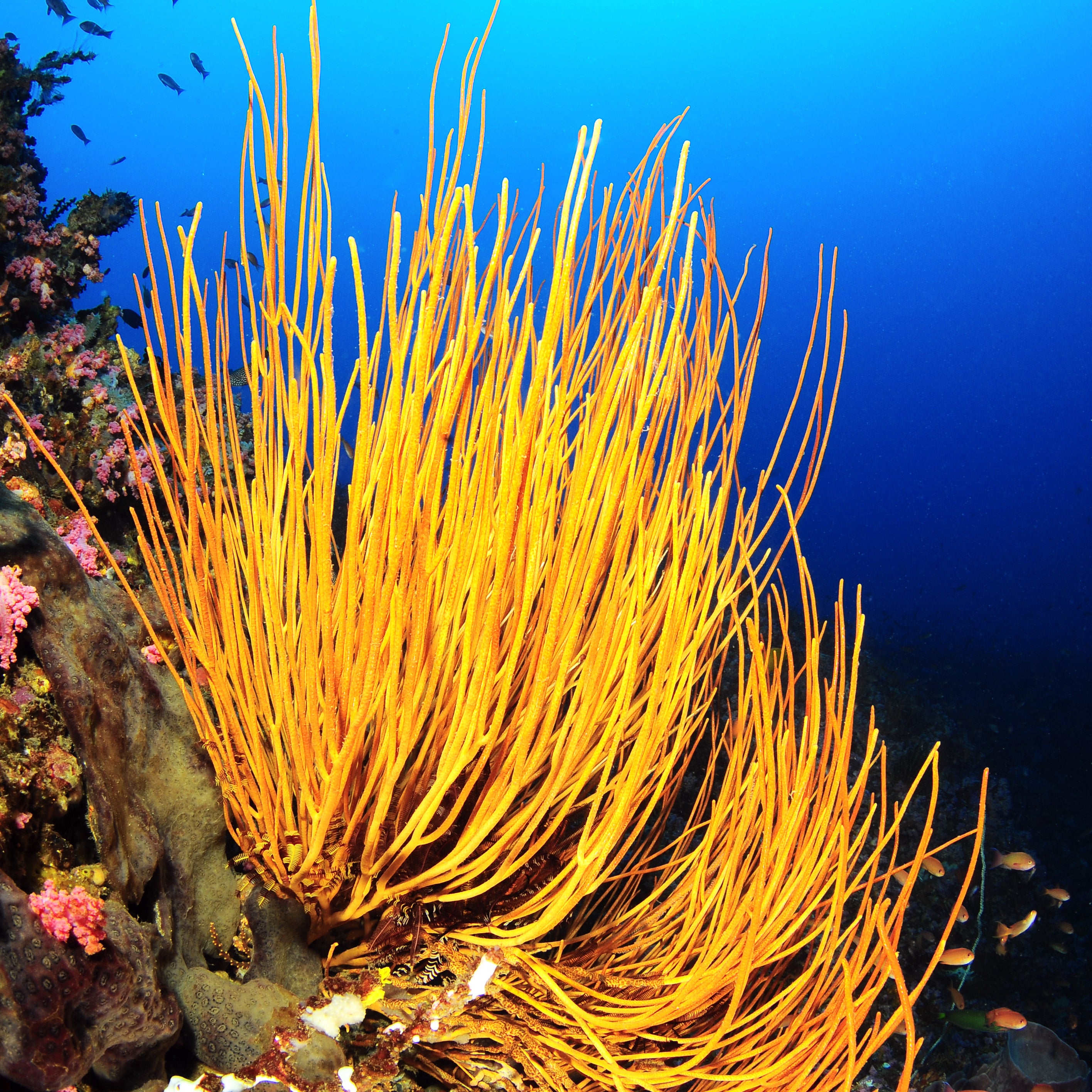 Pterogorgia citrina