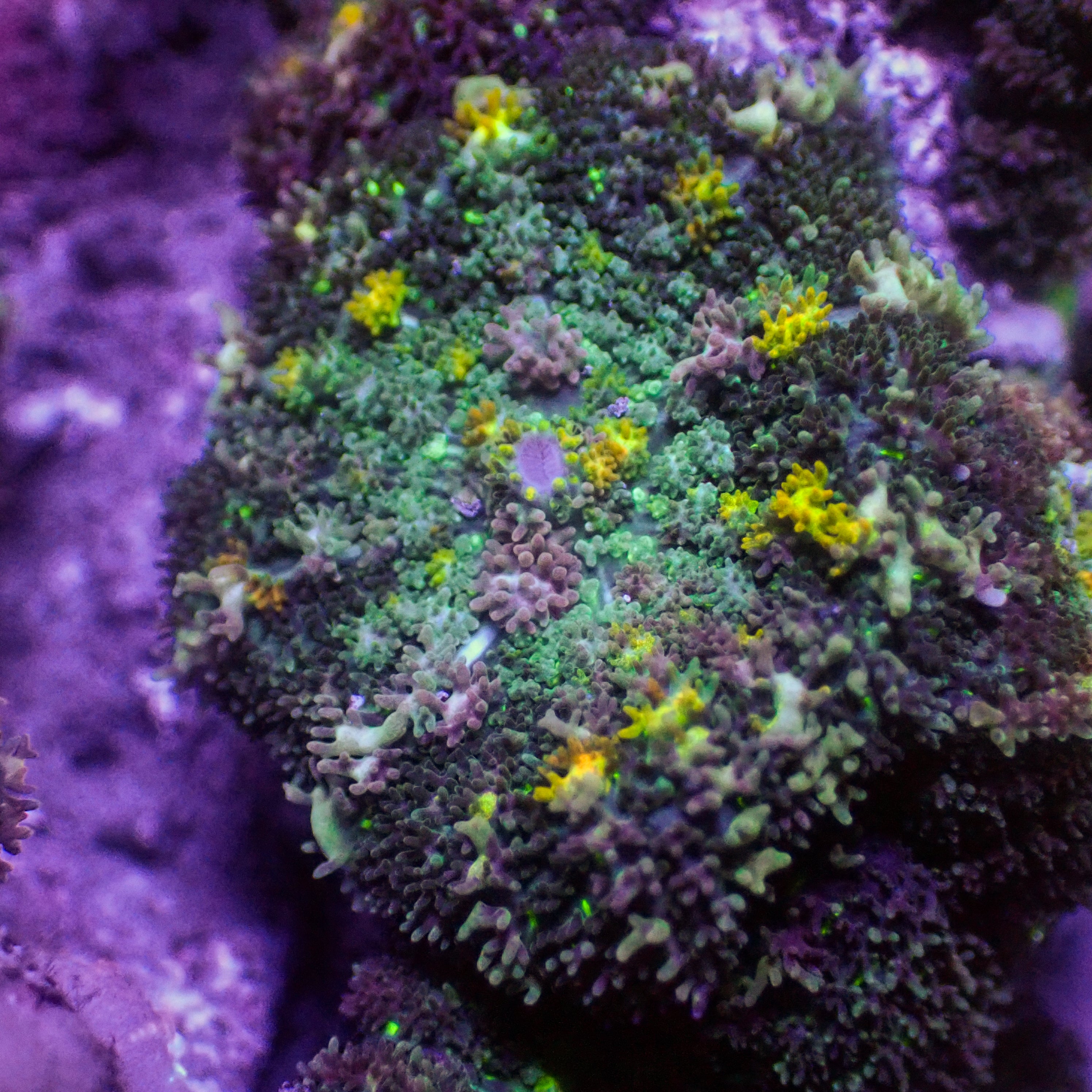 Rhodactis osculifera