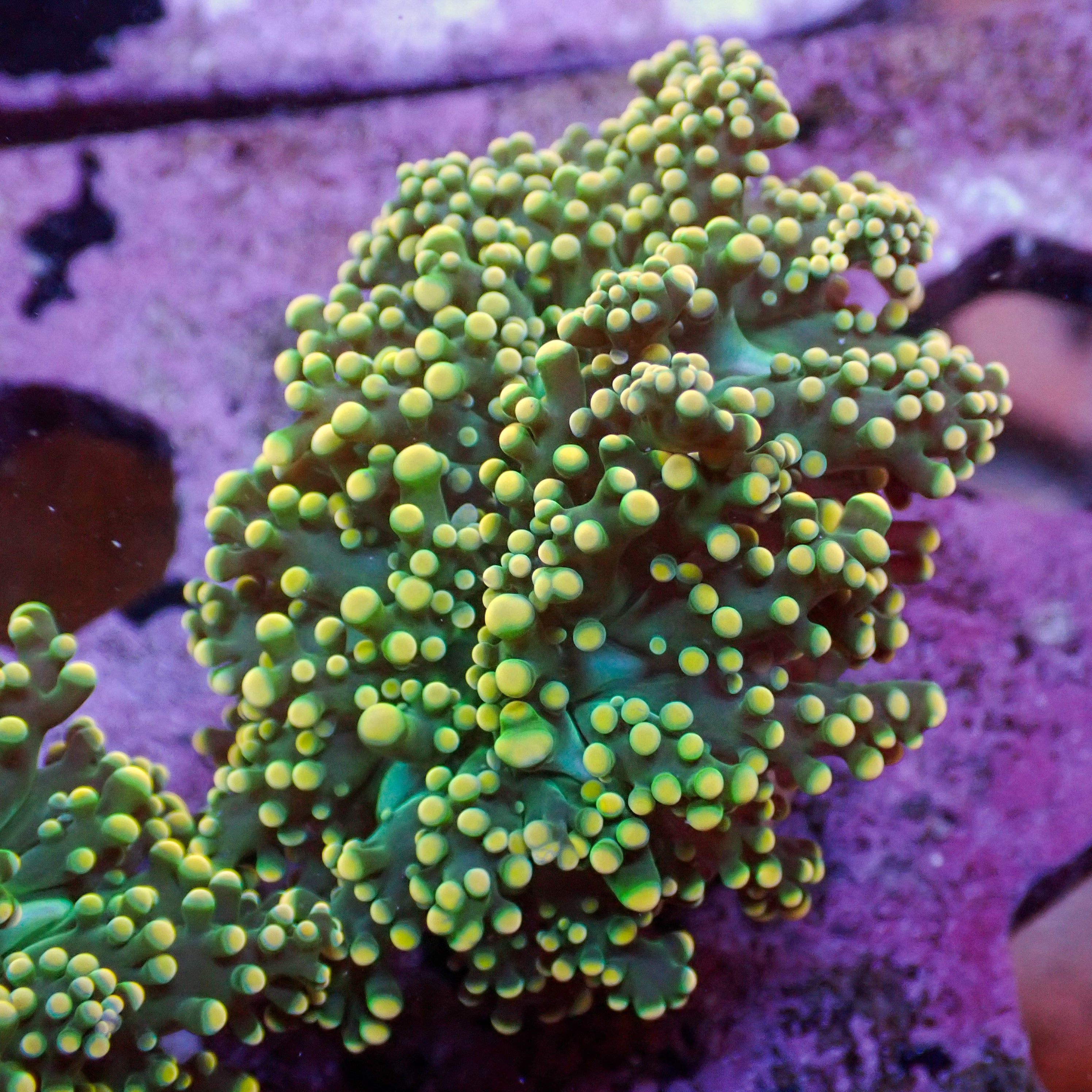 Euphyllia paradivisa