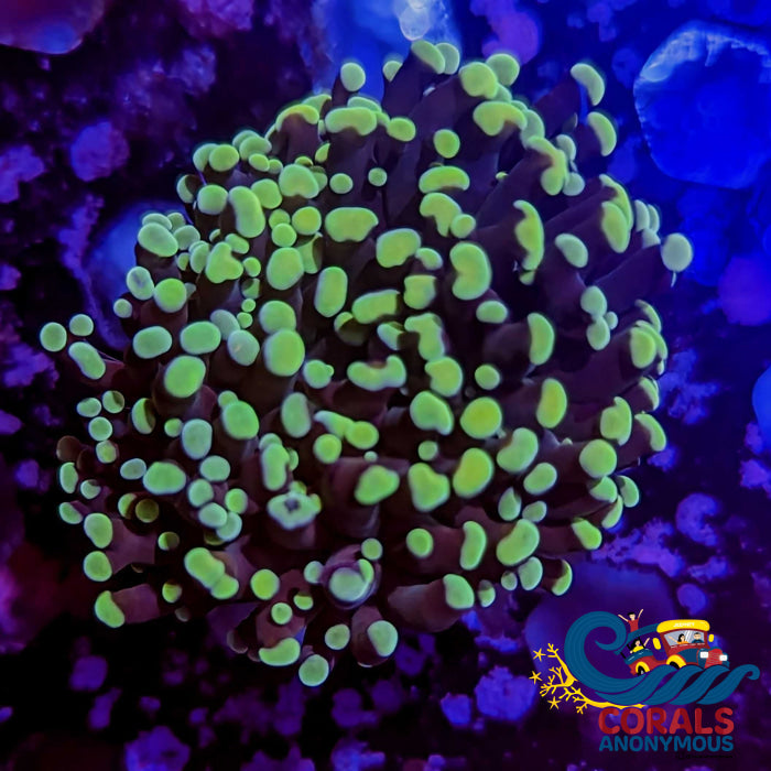 Euphyllia