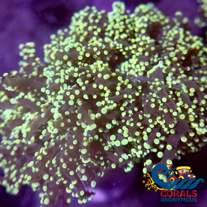 Euphyllia paradivisa
