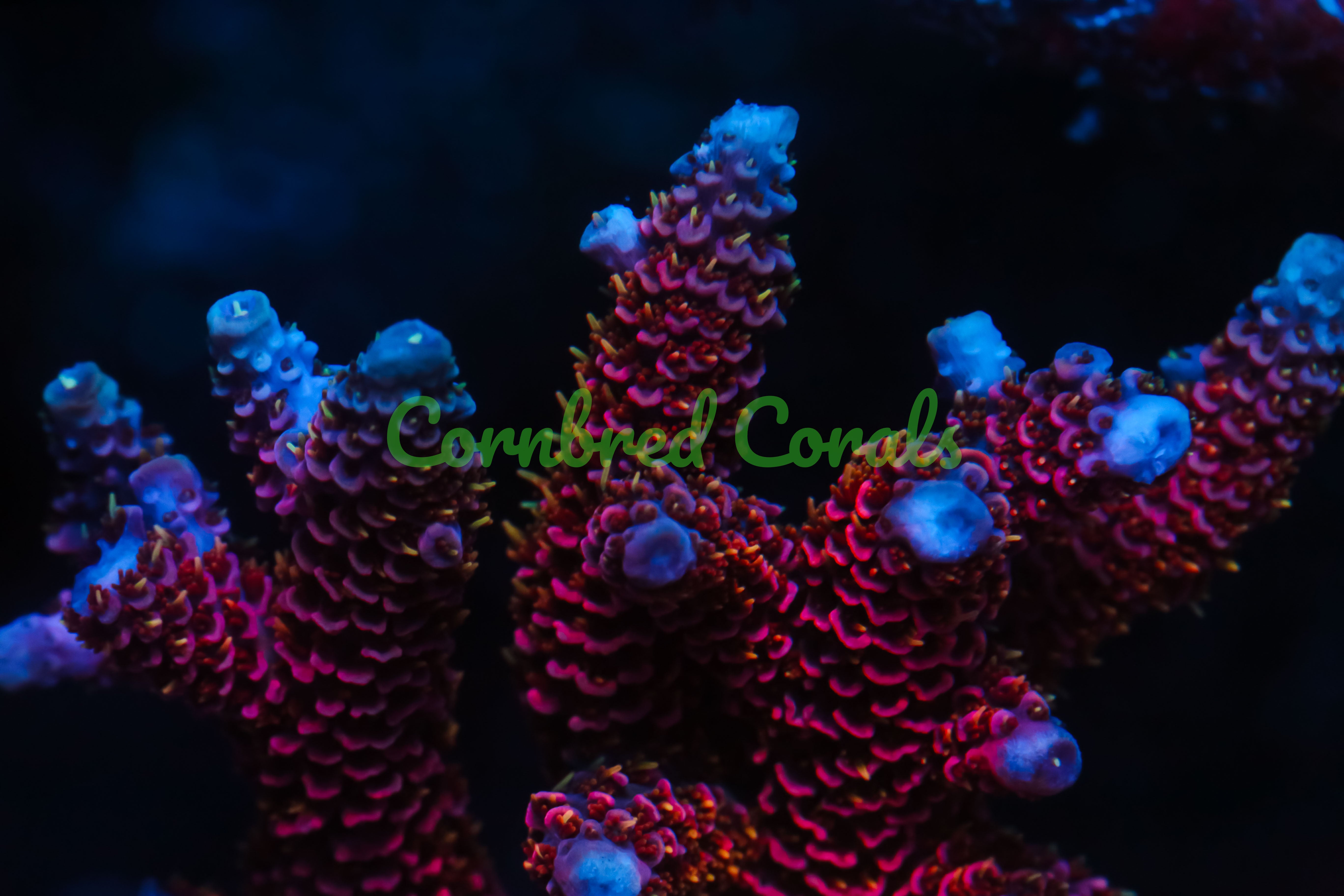 Acropora millepora