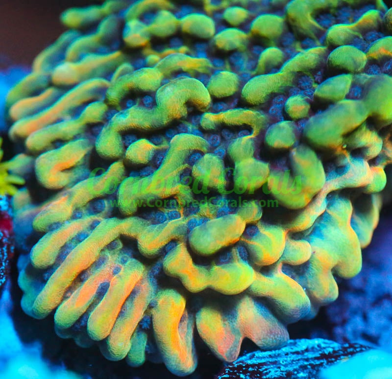 Montipora foliosa