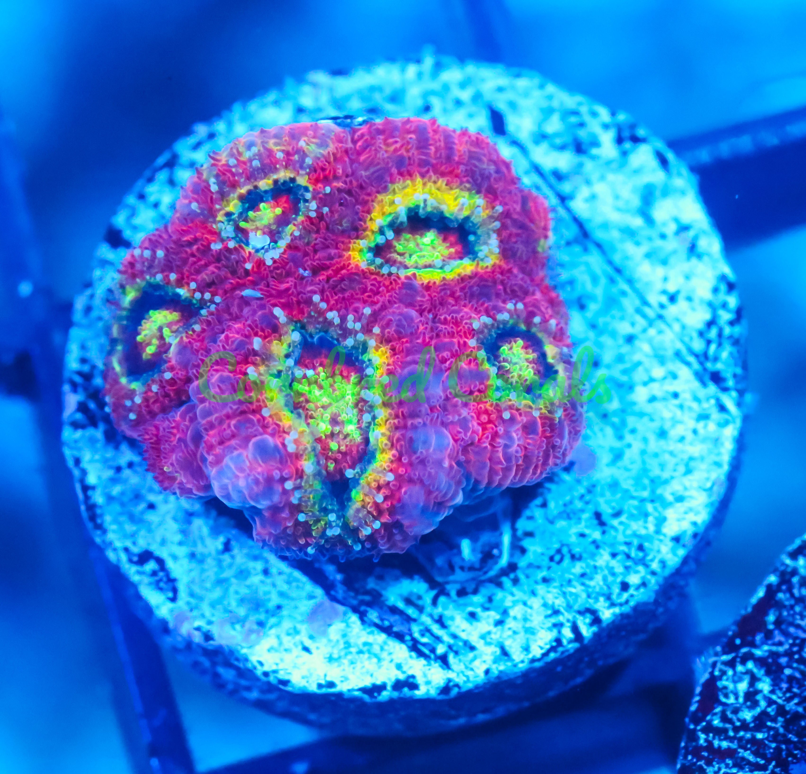 Micromussa