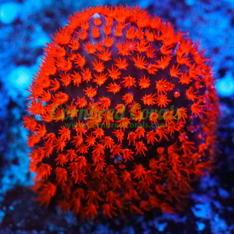 Stylophora pistillata