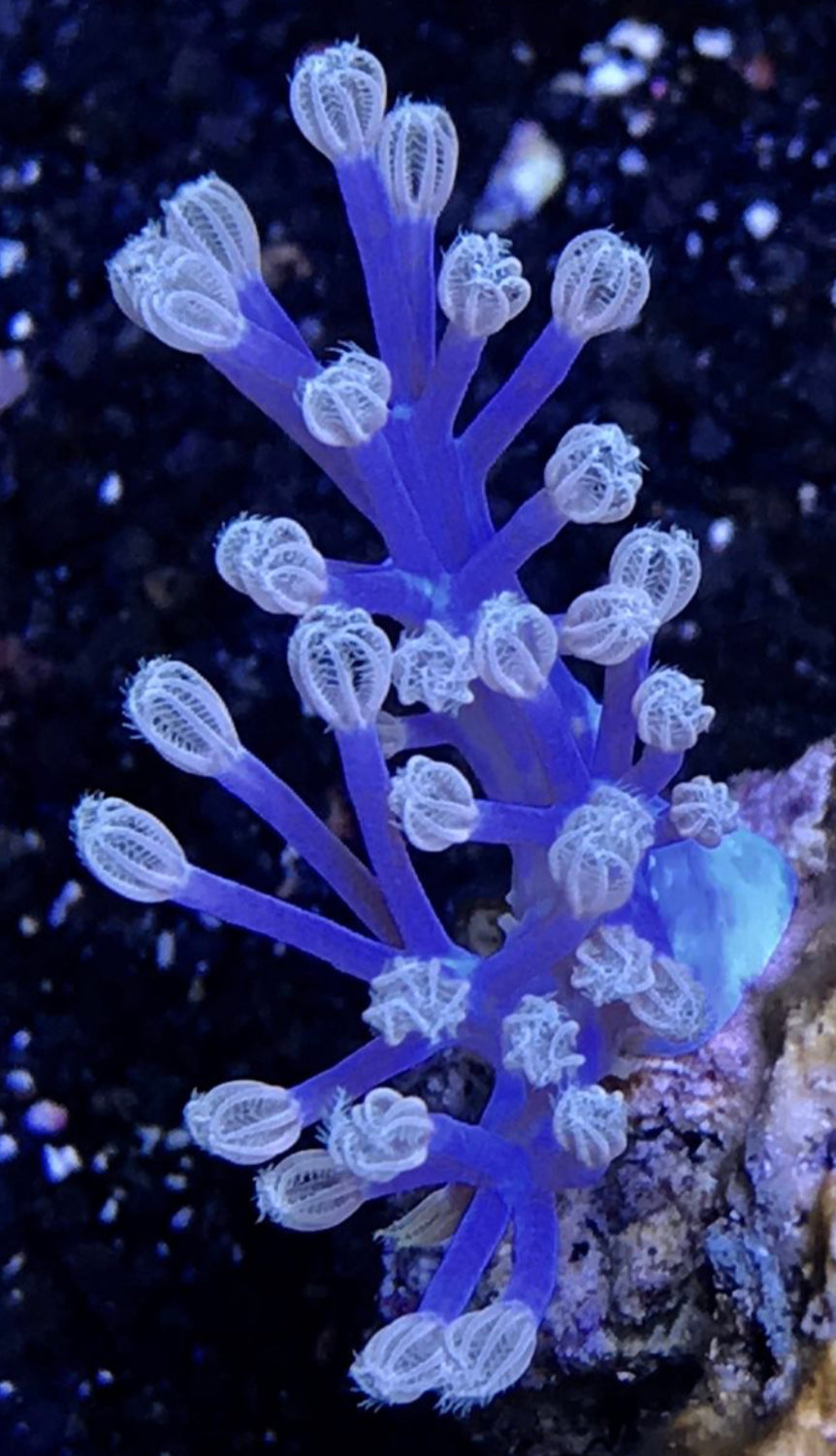 Cespitularia
