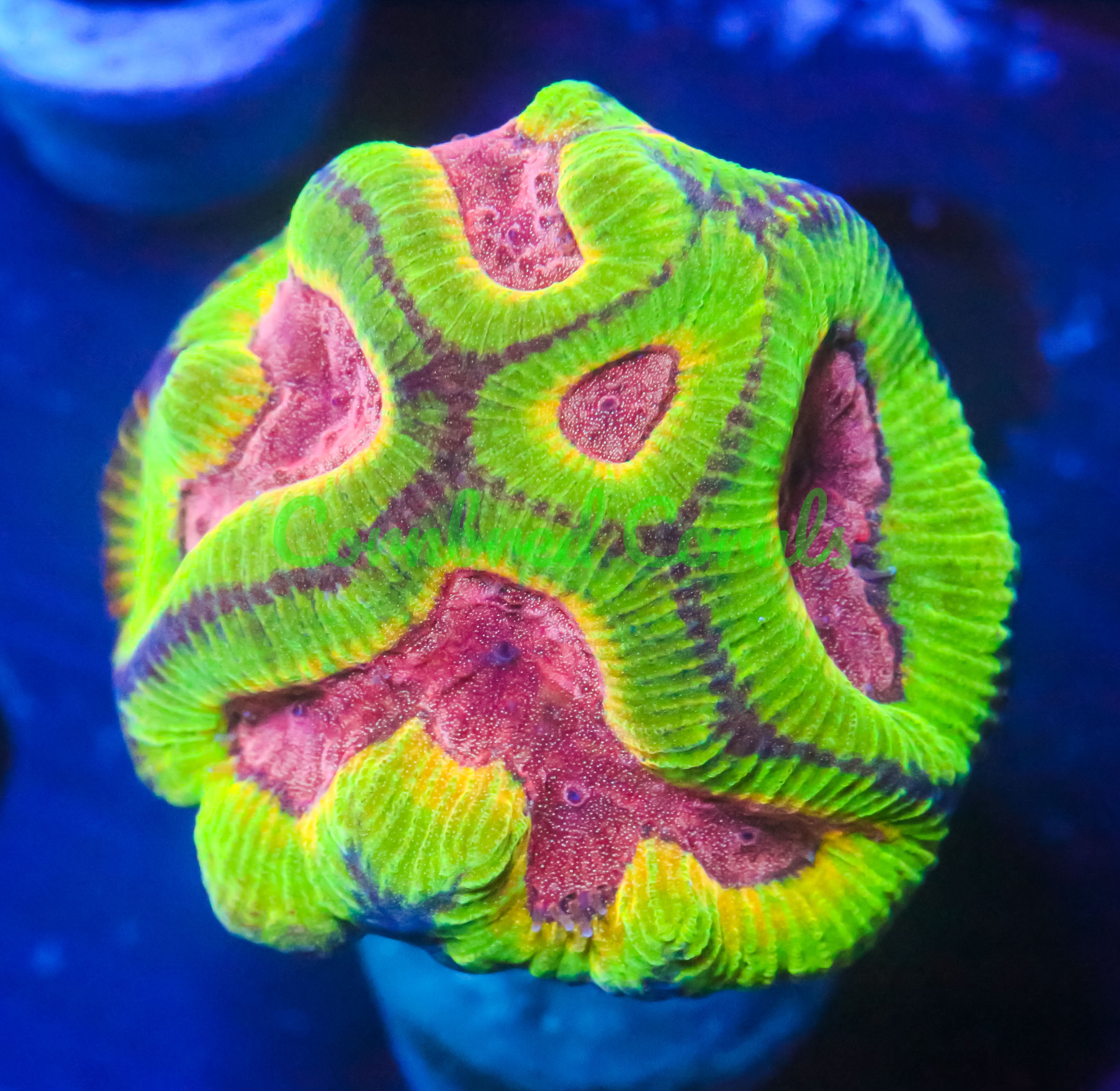 Goniastrea edwardsi