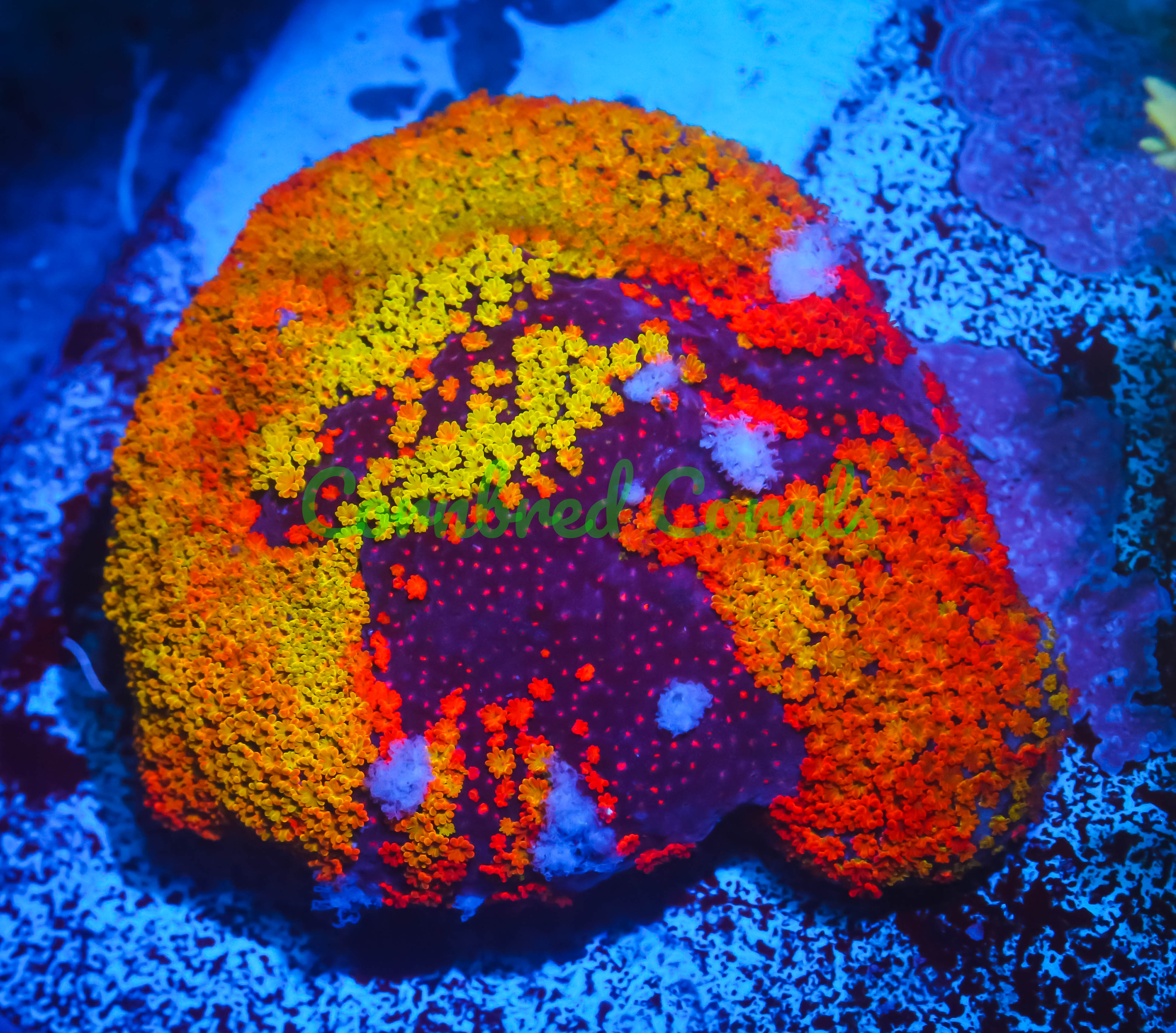 Montipora foliosa