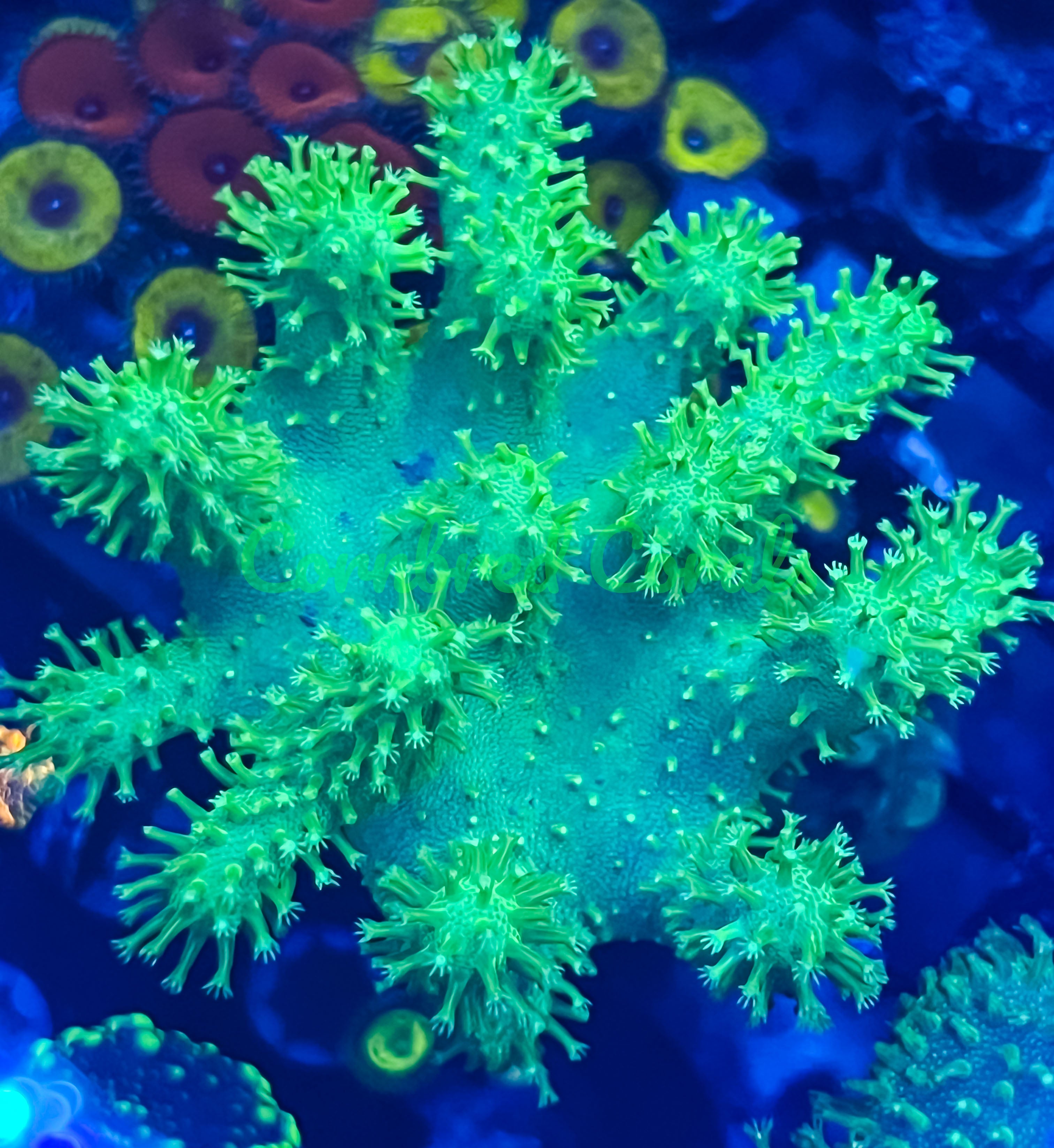 Sarcophyton ehrenbergi