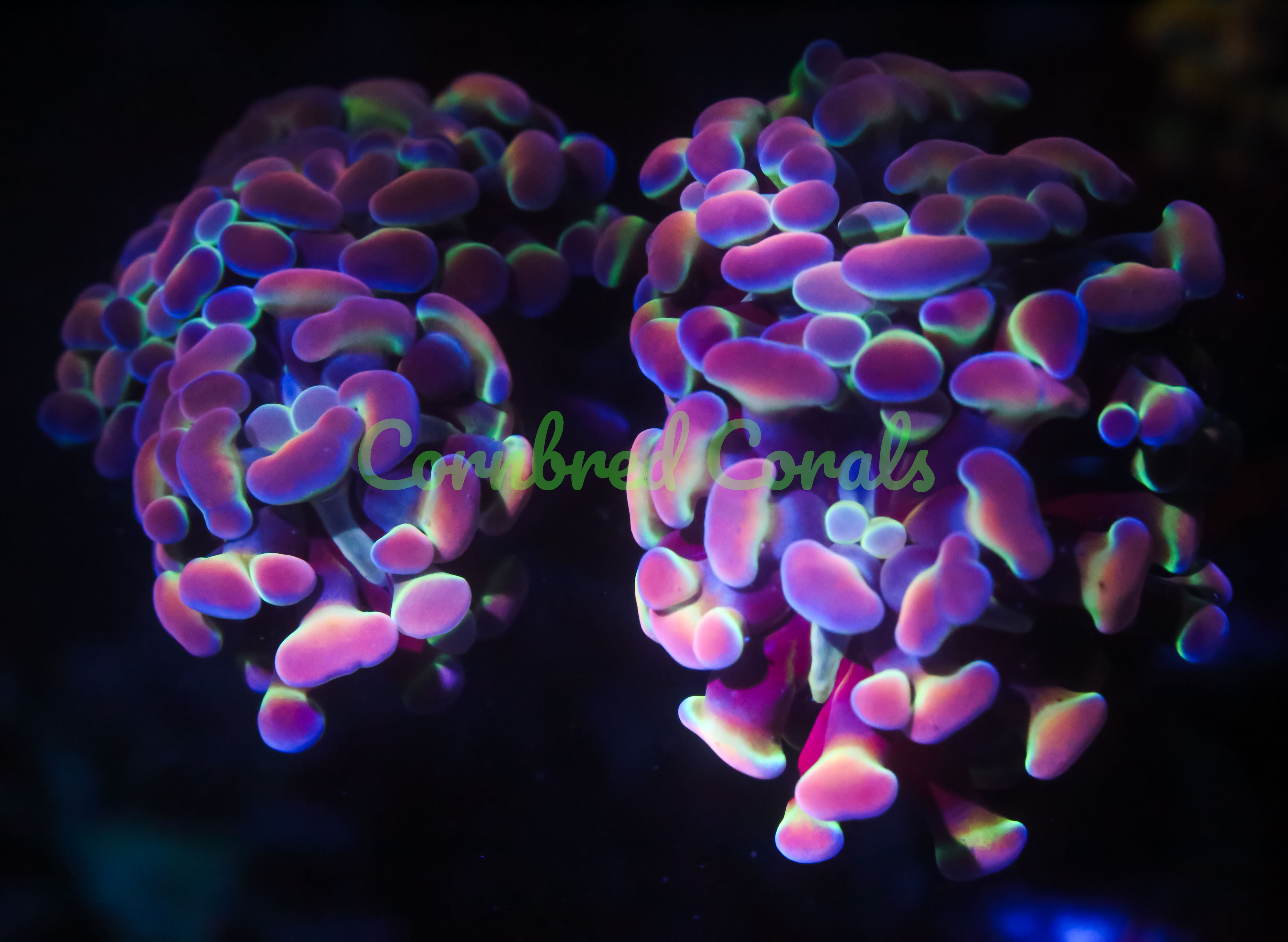 Fimbriaphyllia paraancora