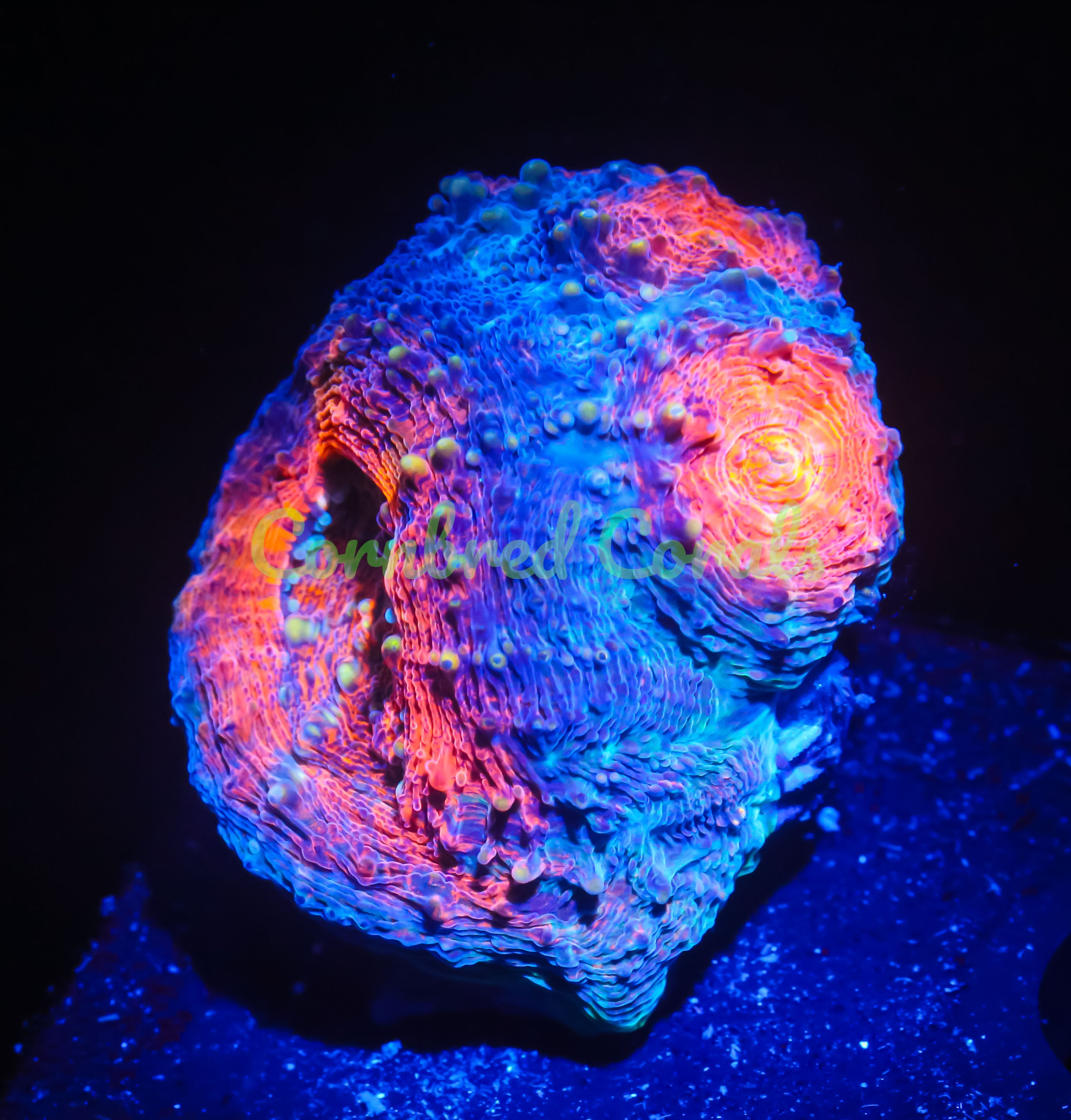 Acanthastrea echinata