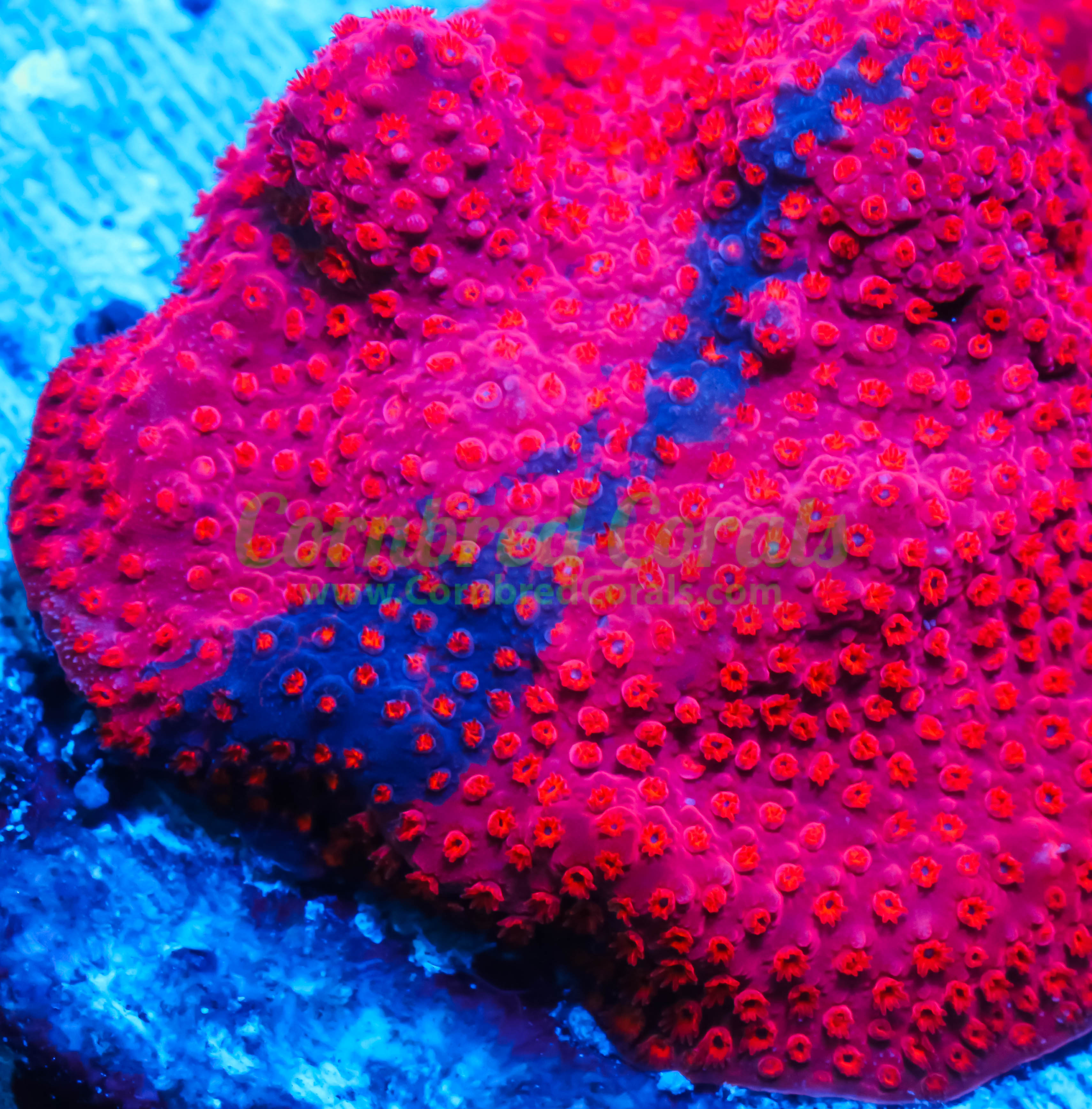 Stylophora pistillata