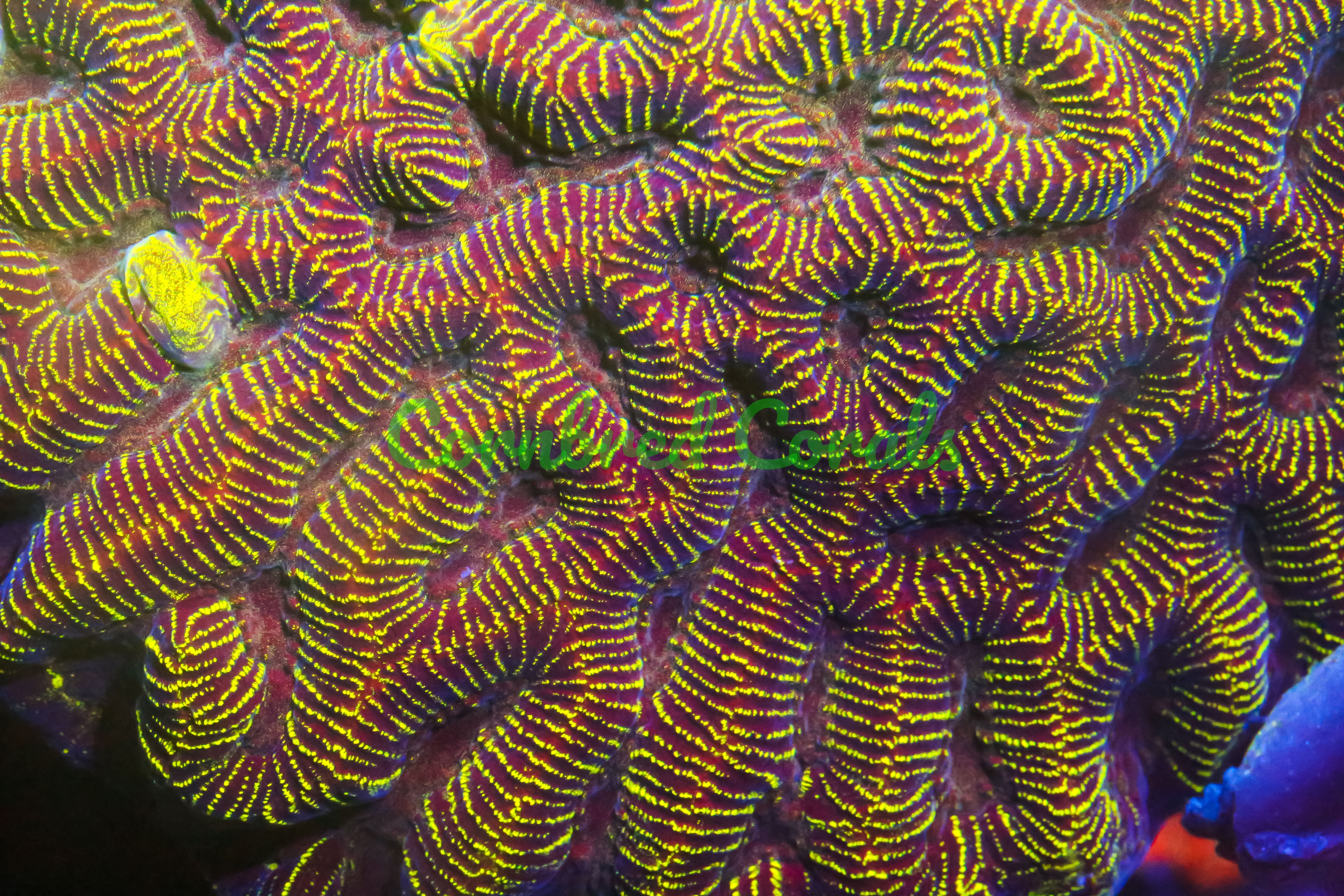 Goniastrea edwardsi