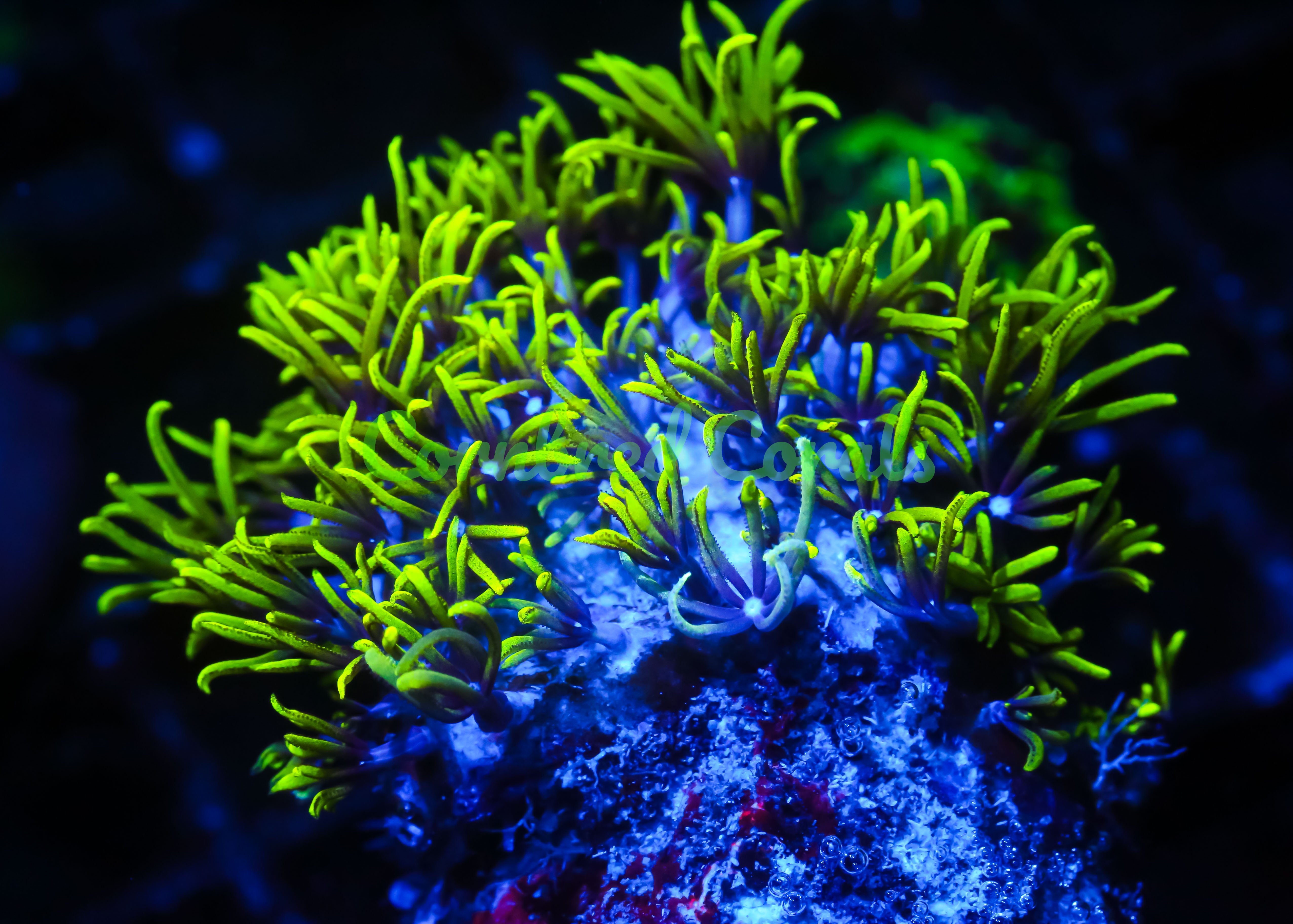 Pachyclavularia violacea
