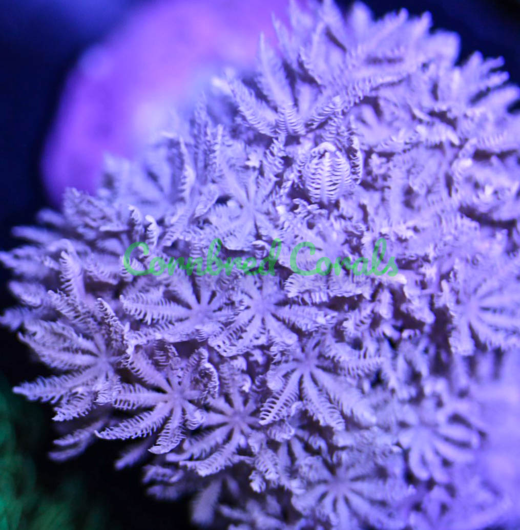 Xenia umbellata