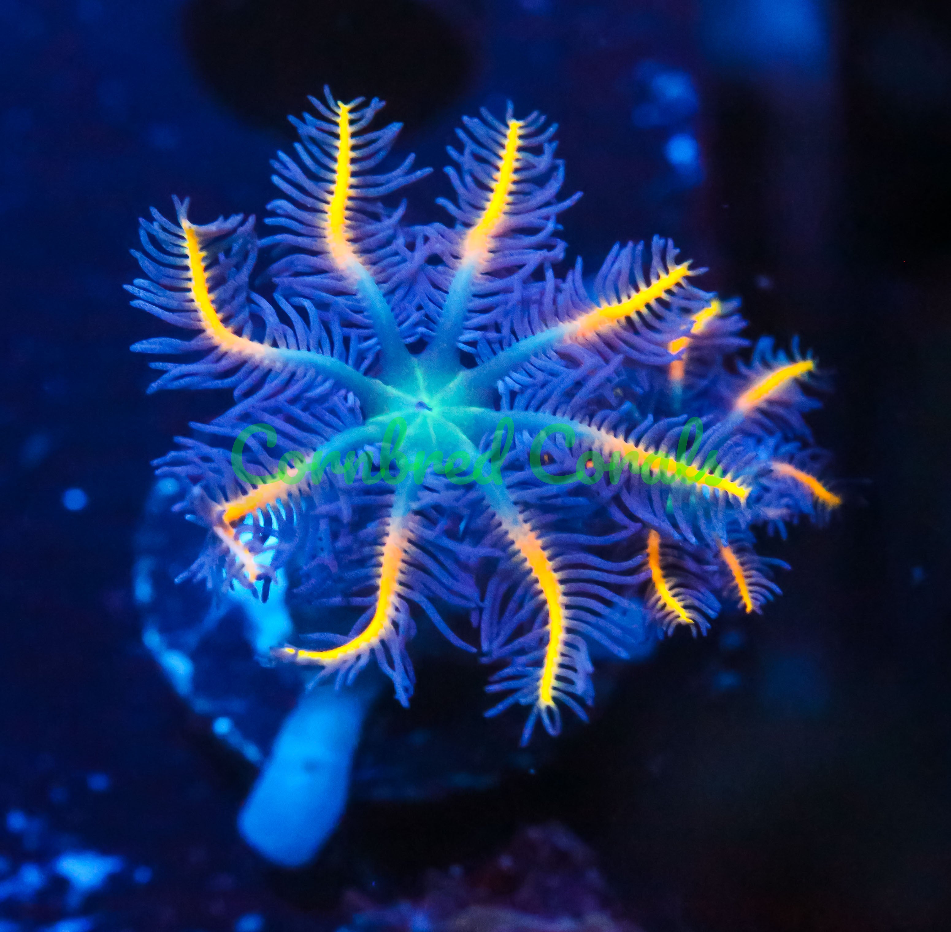 Clavularia viridis