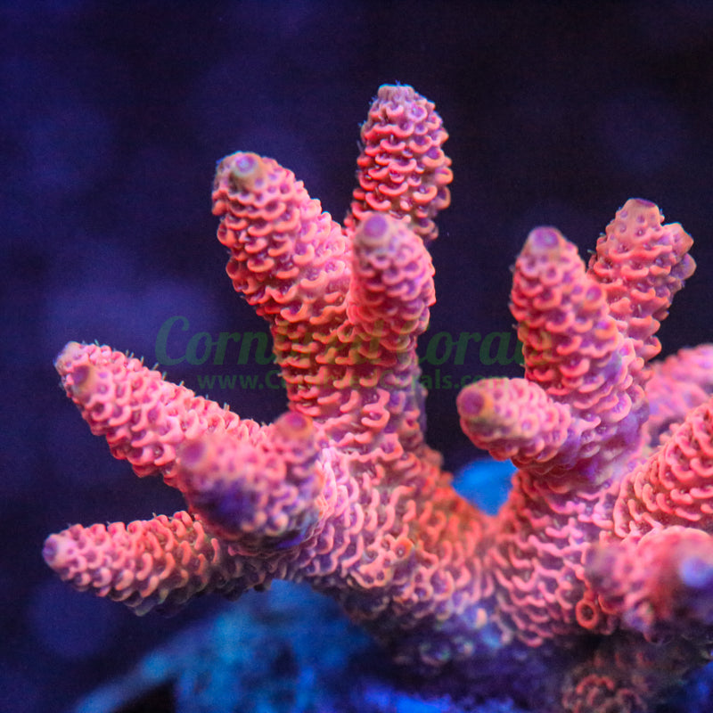 Acropora millepora