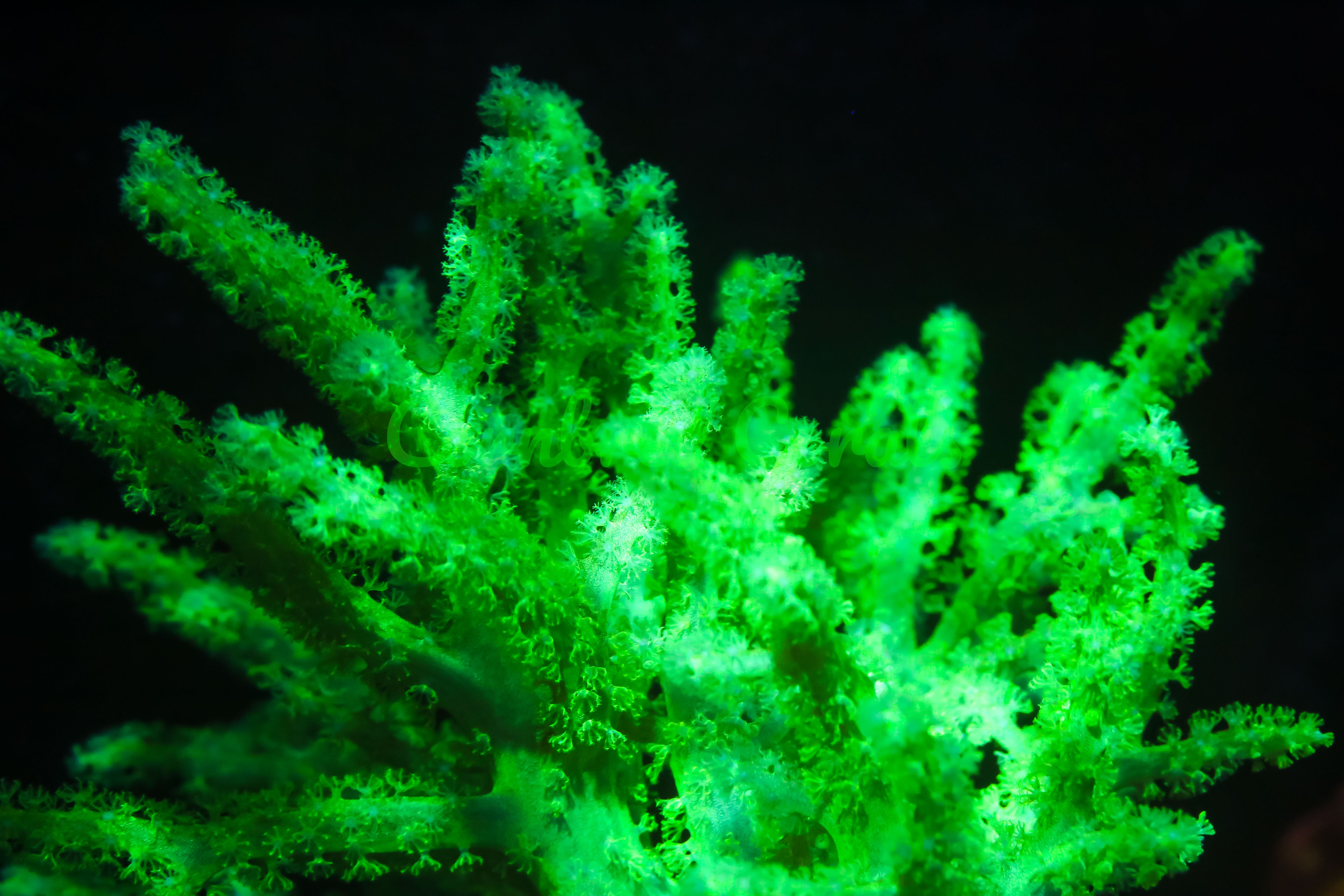 Sinularia brassica