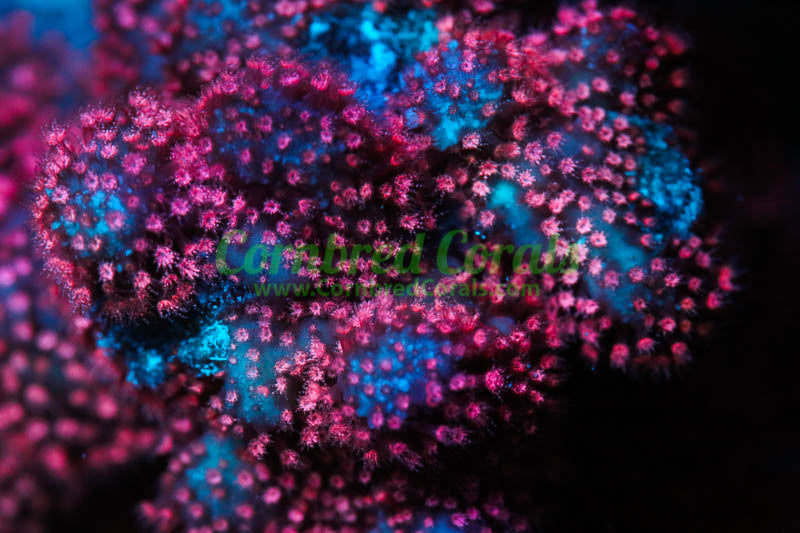 Stylophora pistillata