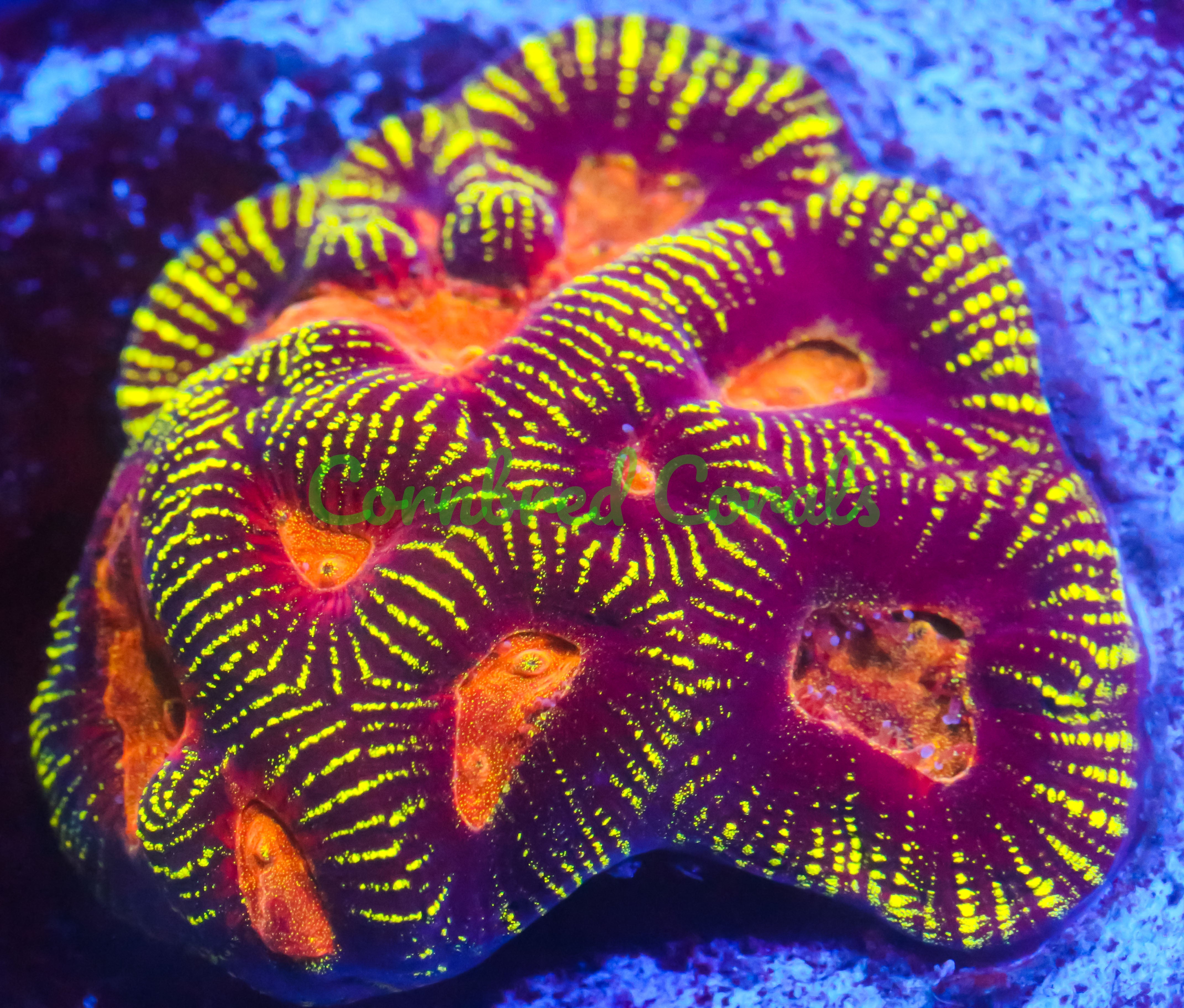 Goniastrea edwardsi