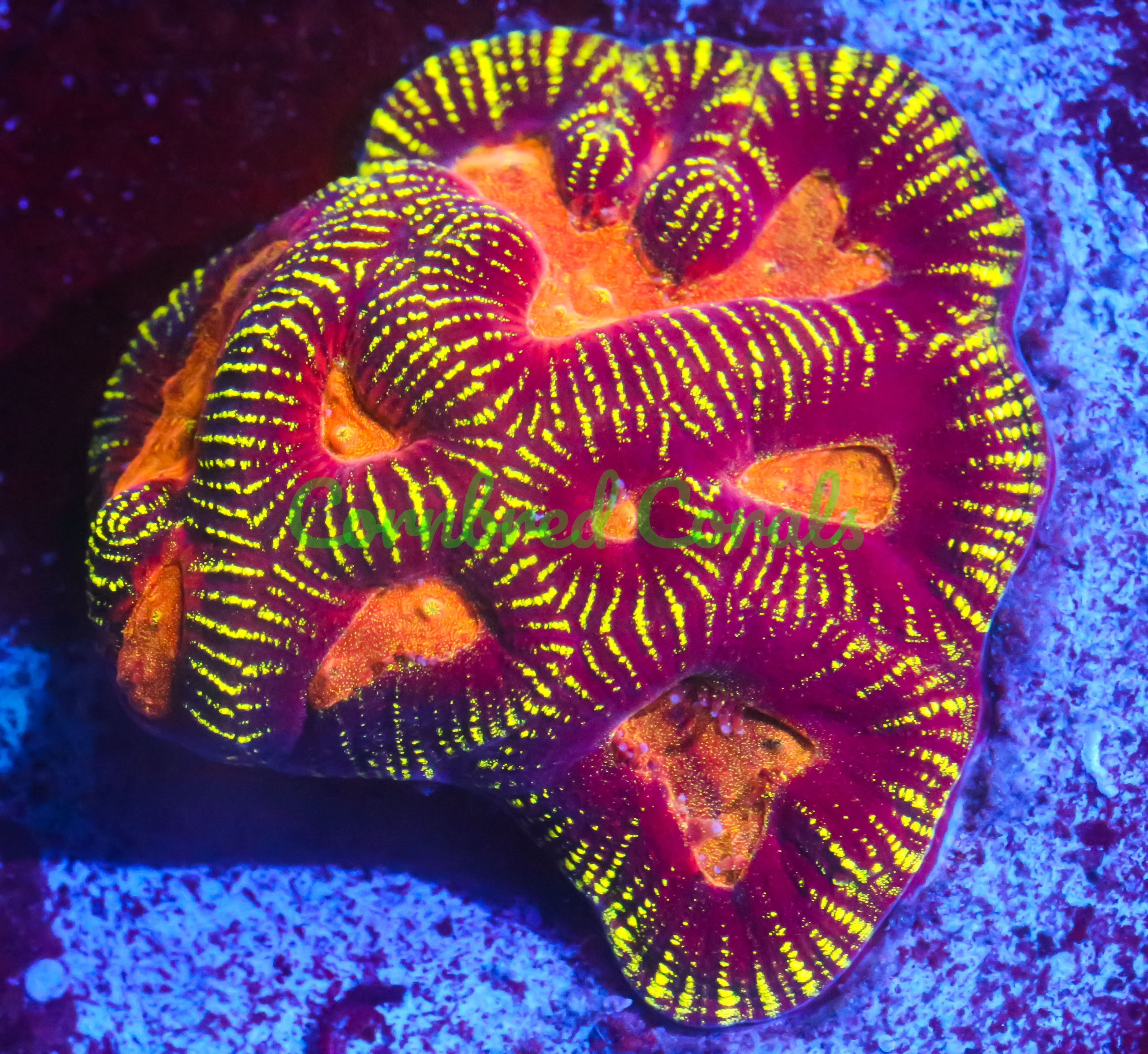 Goniastrea edwardsi