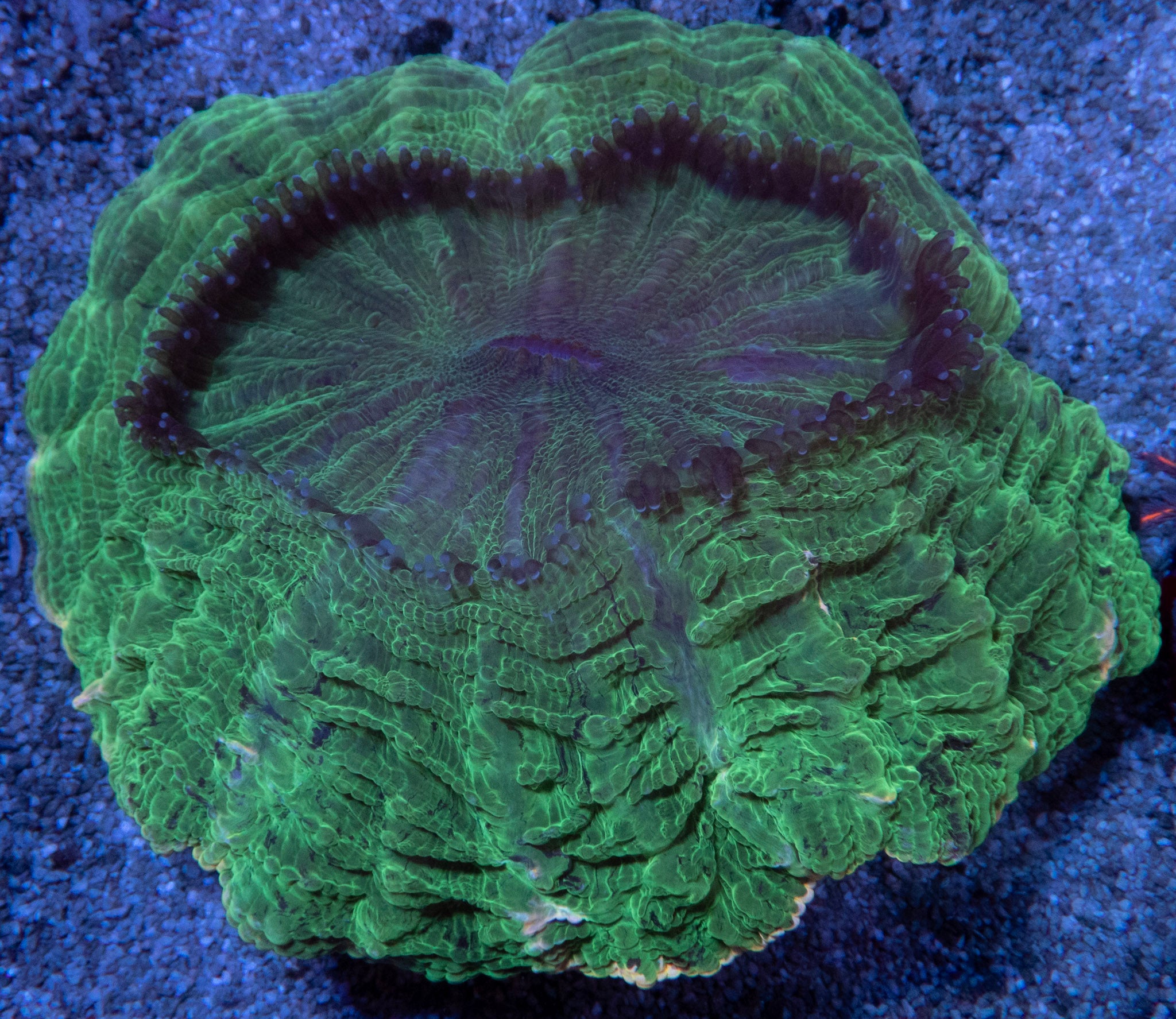 Acanthophyllia deshayesiana “Emerald Giant” – WYSIWYG