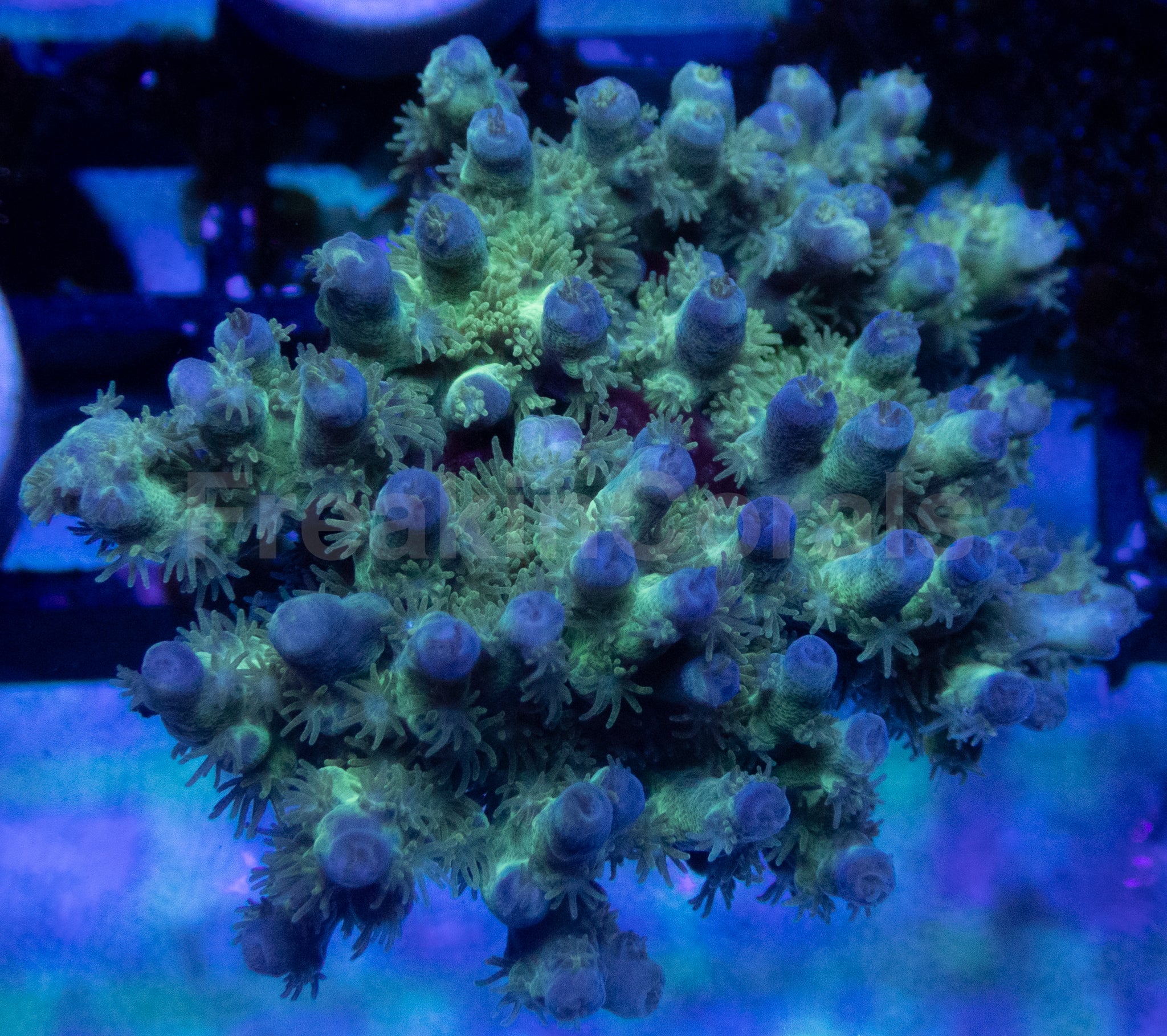 Acropora horrida “Blue &amp; Green Super Polyp” – Frag / WYSIWYG - XL Size