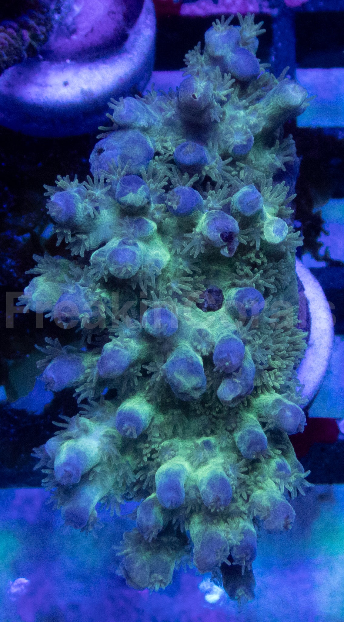 Acropora horrida “Blue &amp; Green Super Polyp” – Frag / WYSIWYG