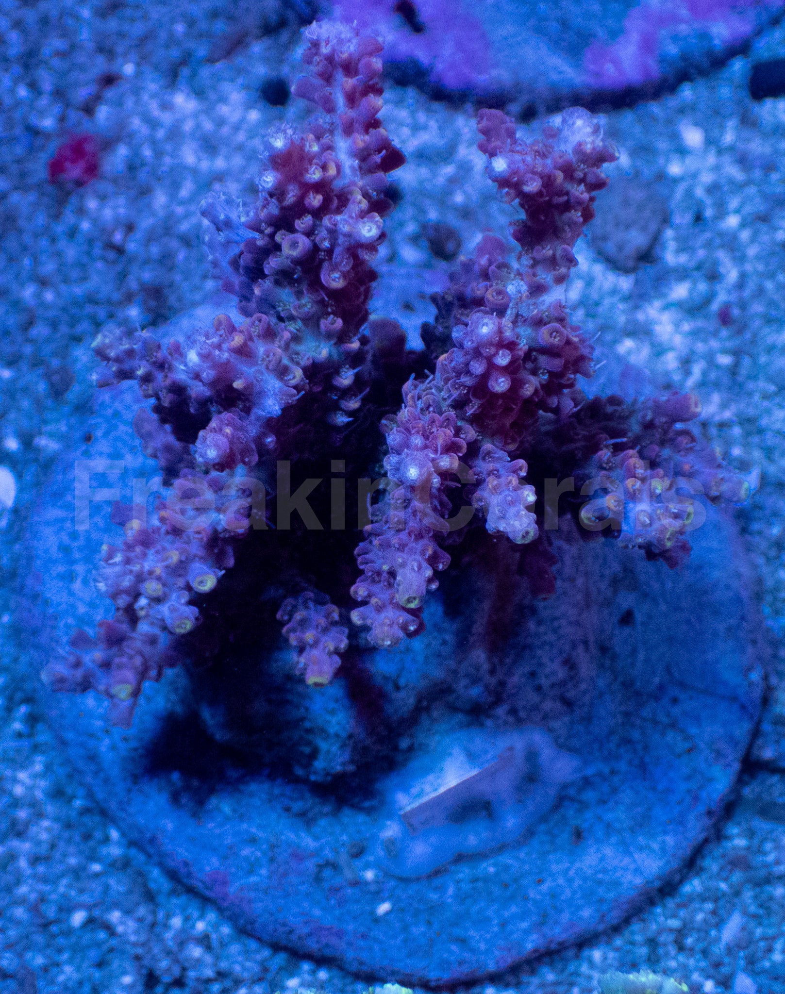 Acropora horrida “Ghost Orchid” - Cut-to-Order