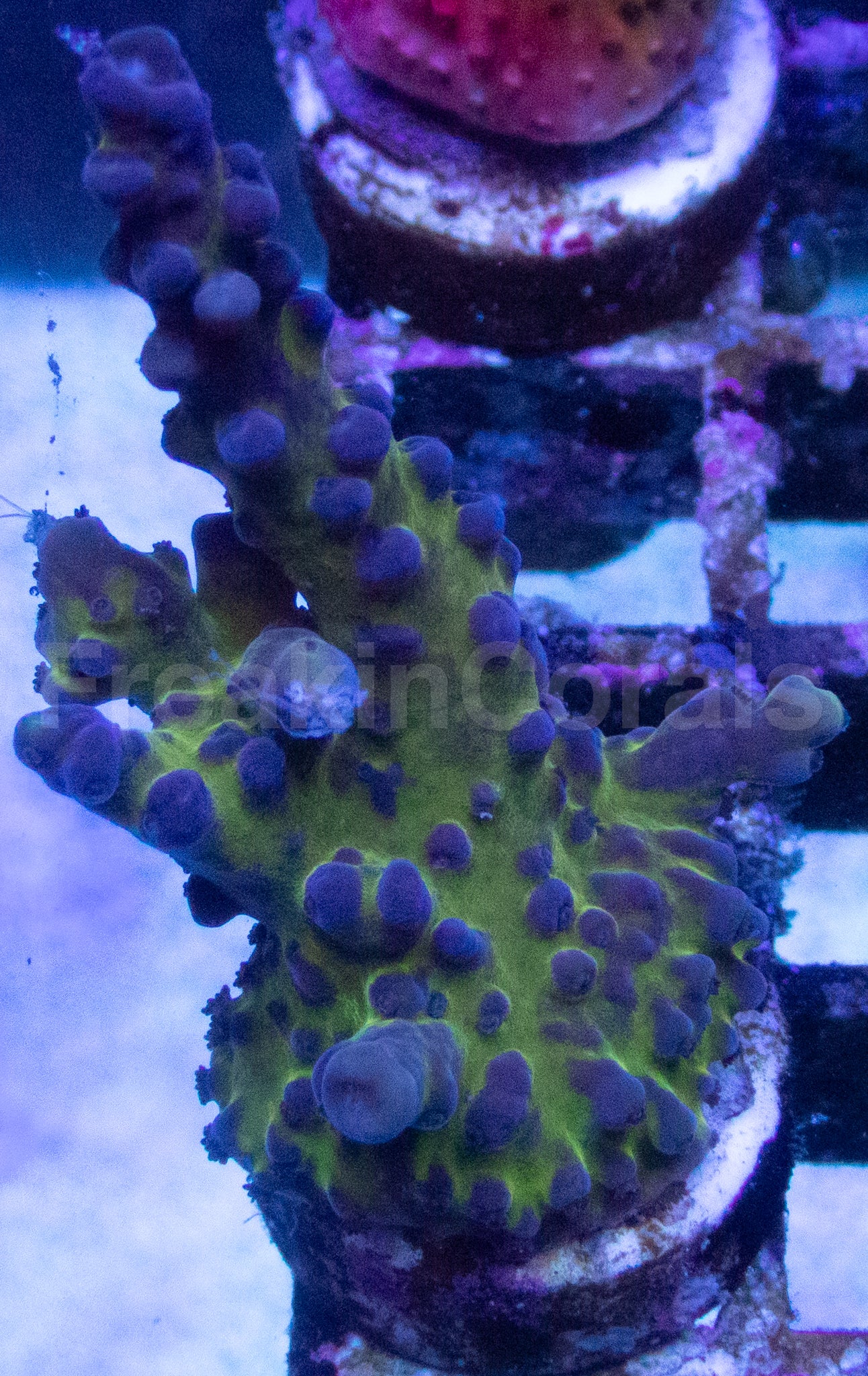 Acropora tortuosa “Miyagi Tort” - Similar to Photos
