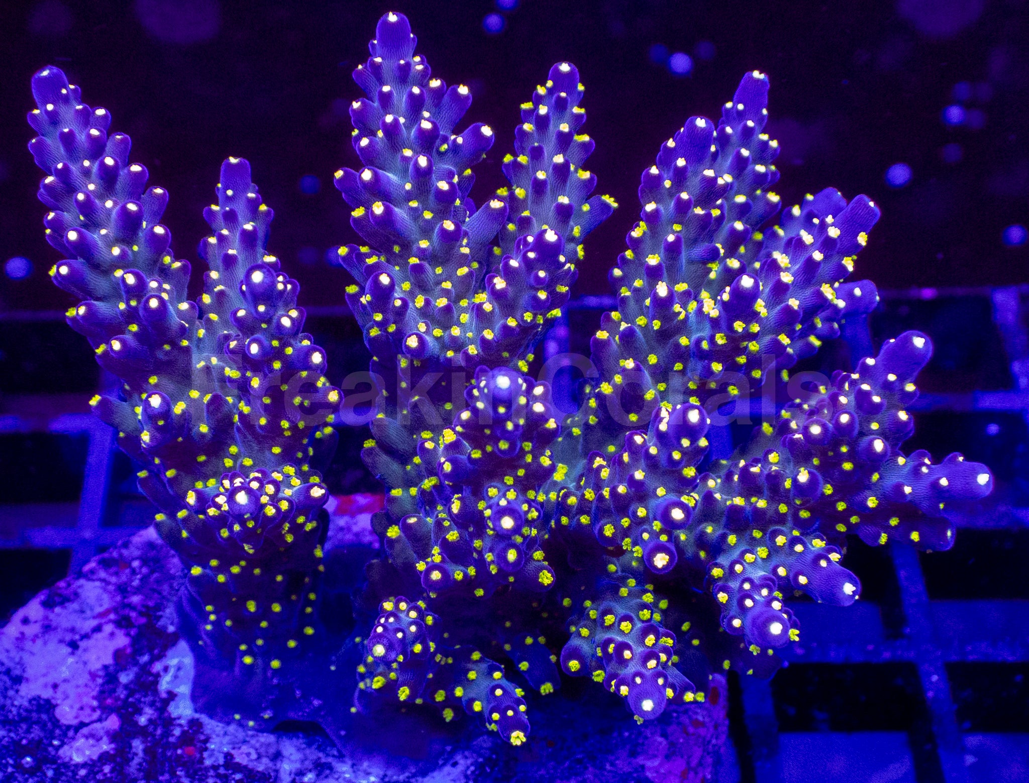 Acropora valida “Tricolour” – Cut-to-Order Frag