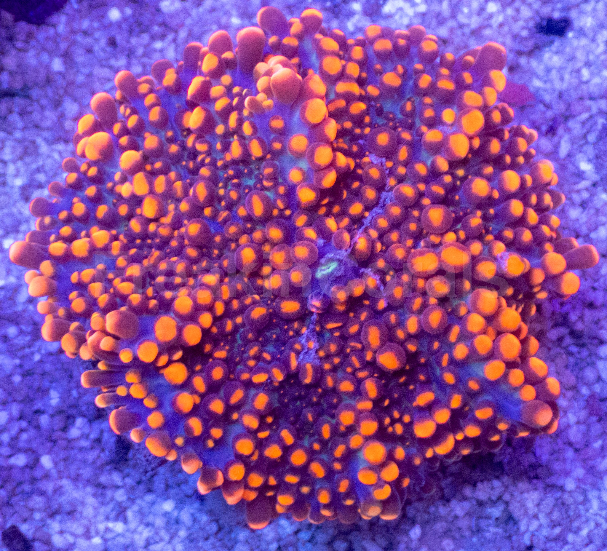 Bounce Orange Devil Ricordea yuma – Frag WYSIWYG