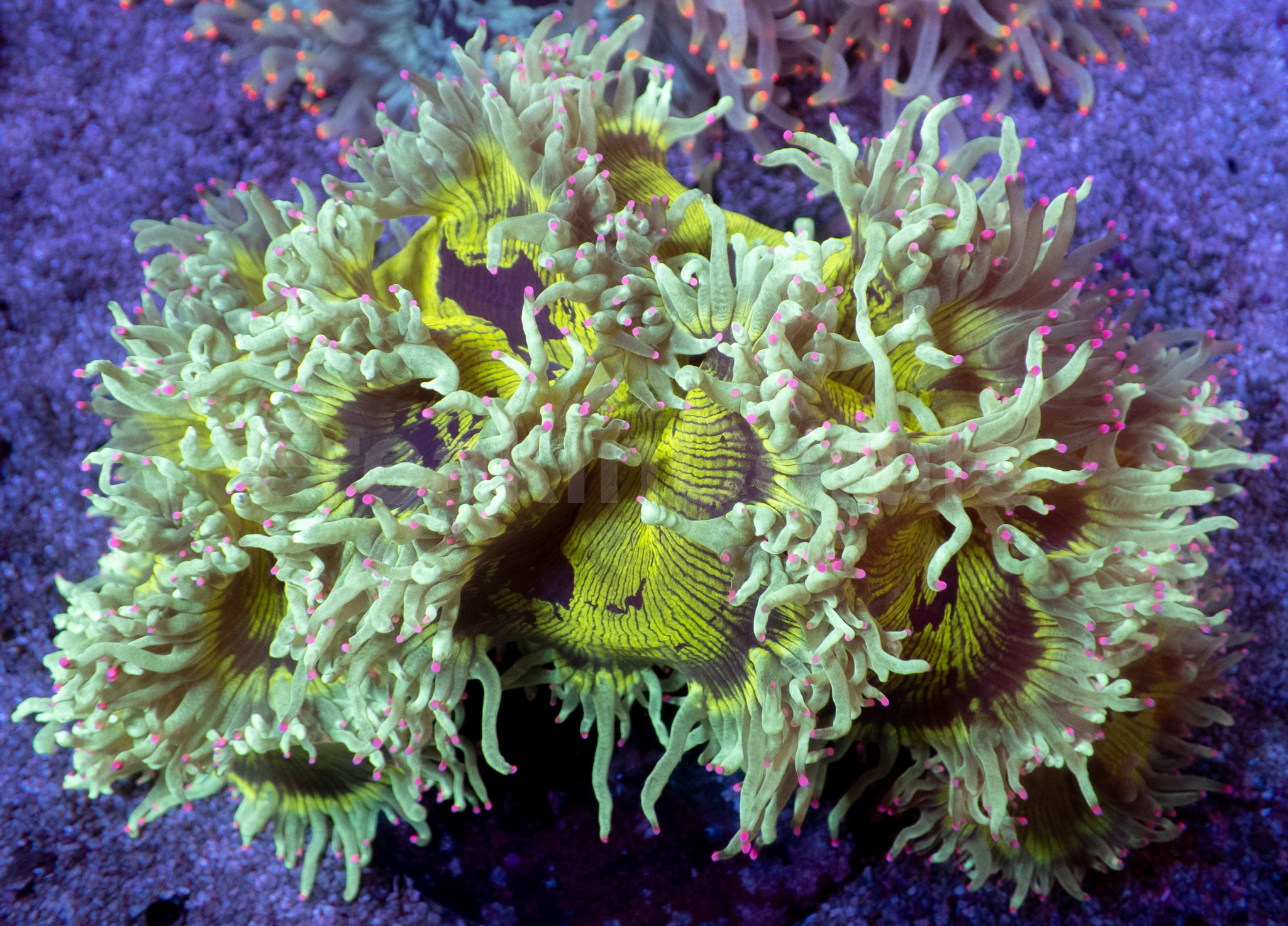 Catalaphyllia jardinei “Chernobyl” – WYSIWYG
