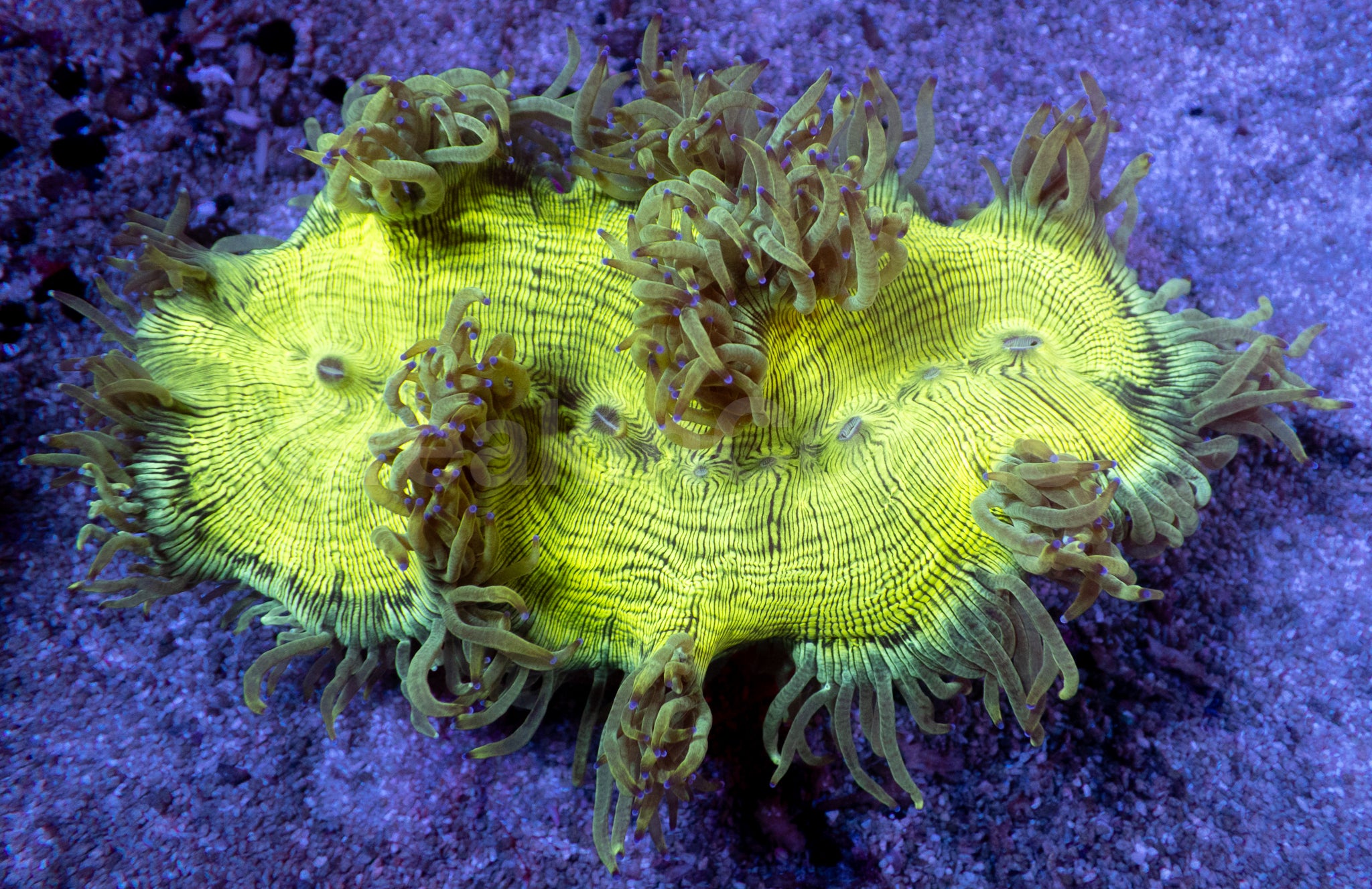 Catalaphyllia jardinei “Toxic Green &amp; Yellow” – WYSIWYG
