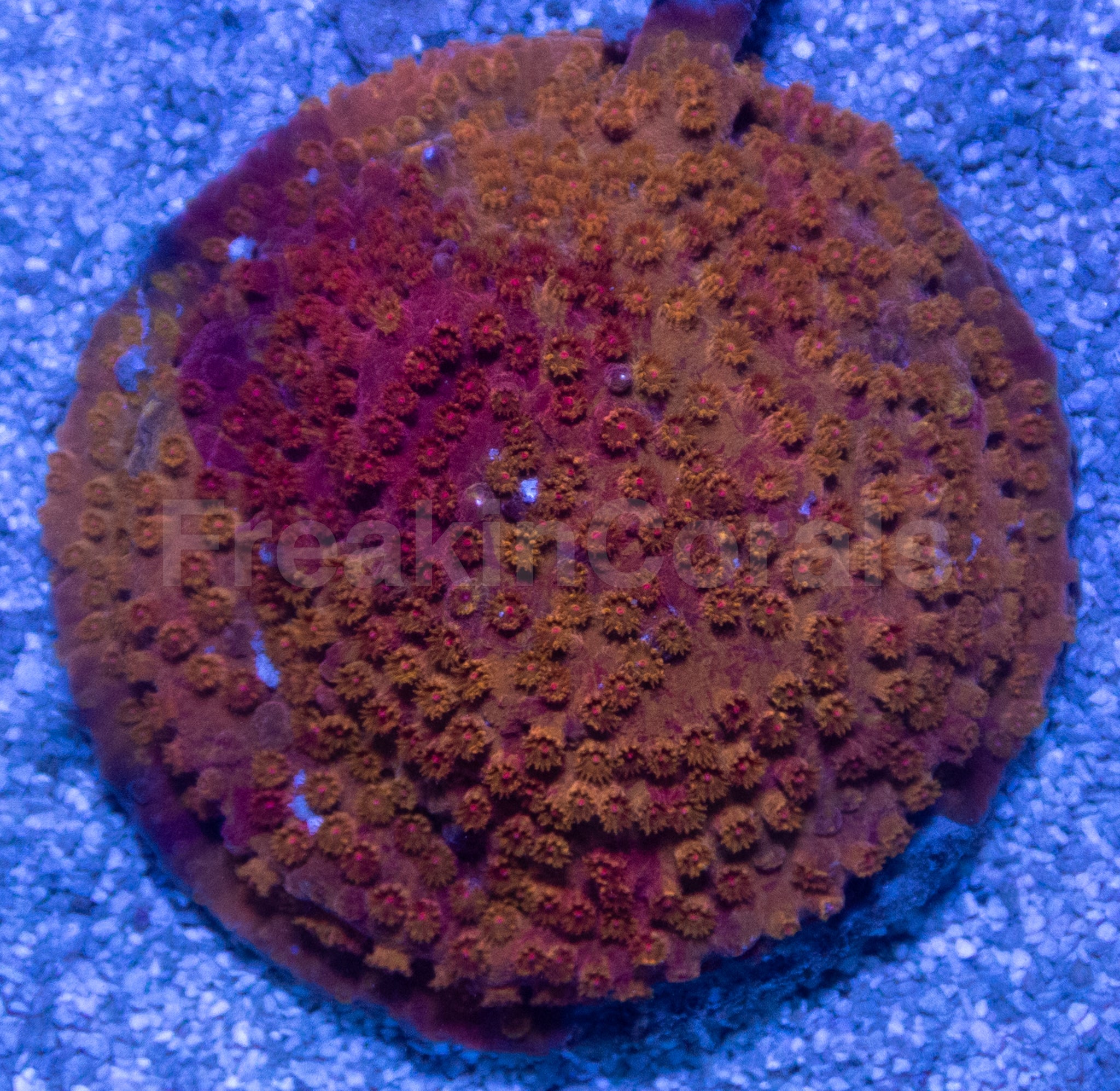 Cyphastrea sp. “Natural Graft Emberstone”