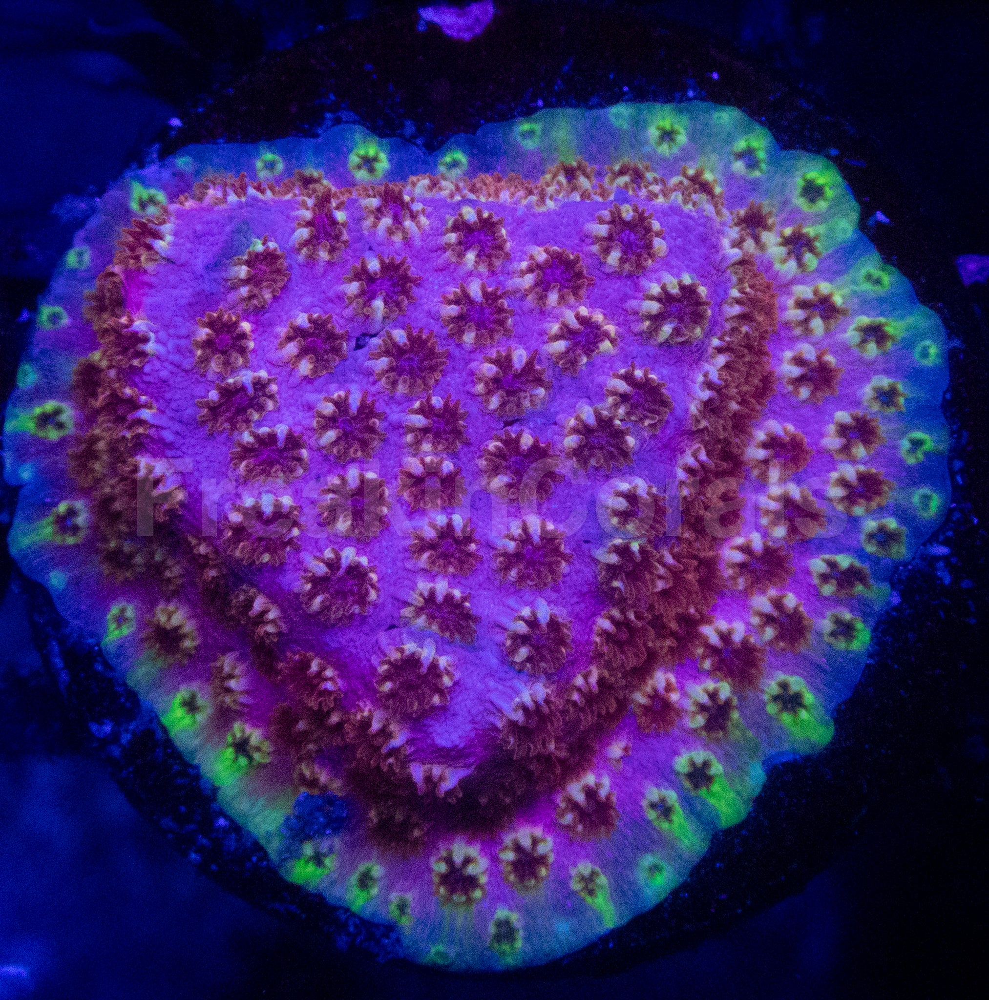 Cyphastrea sp. “WWC Skittles Bomb” – Signature Coral WYSIWYG