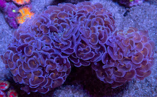 Euphyllia ancora “Sunset Hammer” – WYSIWYG