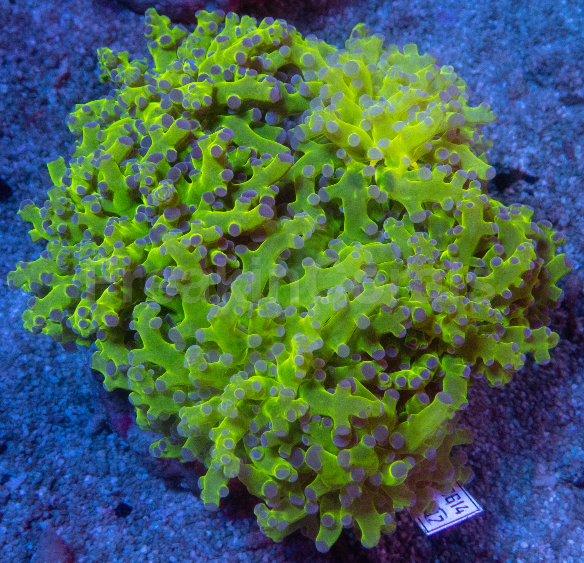 Euphyllia divisa “Blue Tip Frogspawn” – Cut to Order