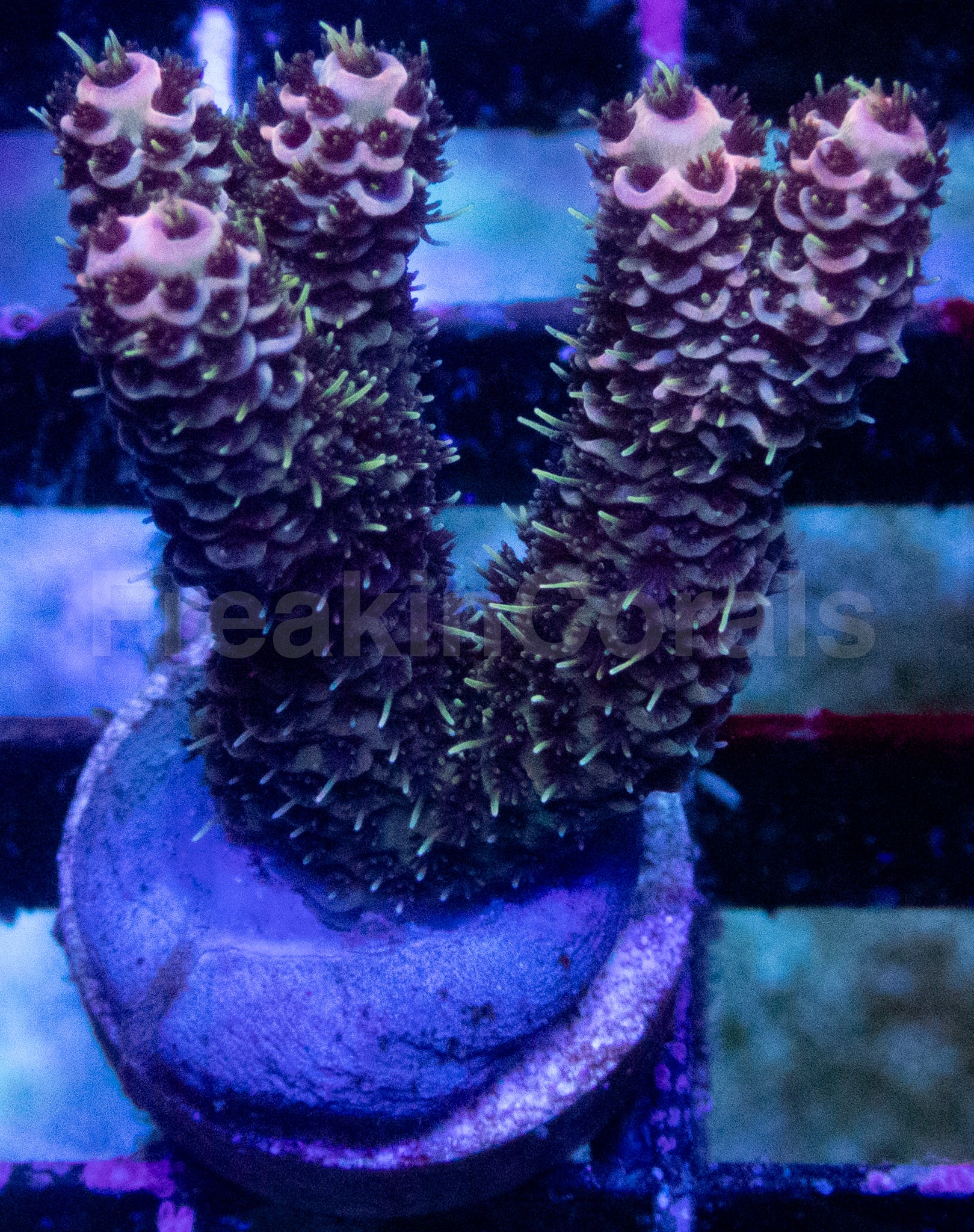 Family Adams Acropora millepora – WYSIWYG