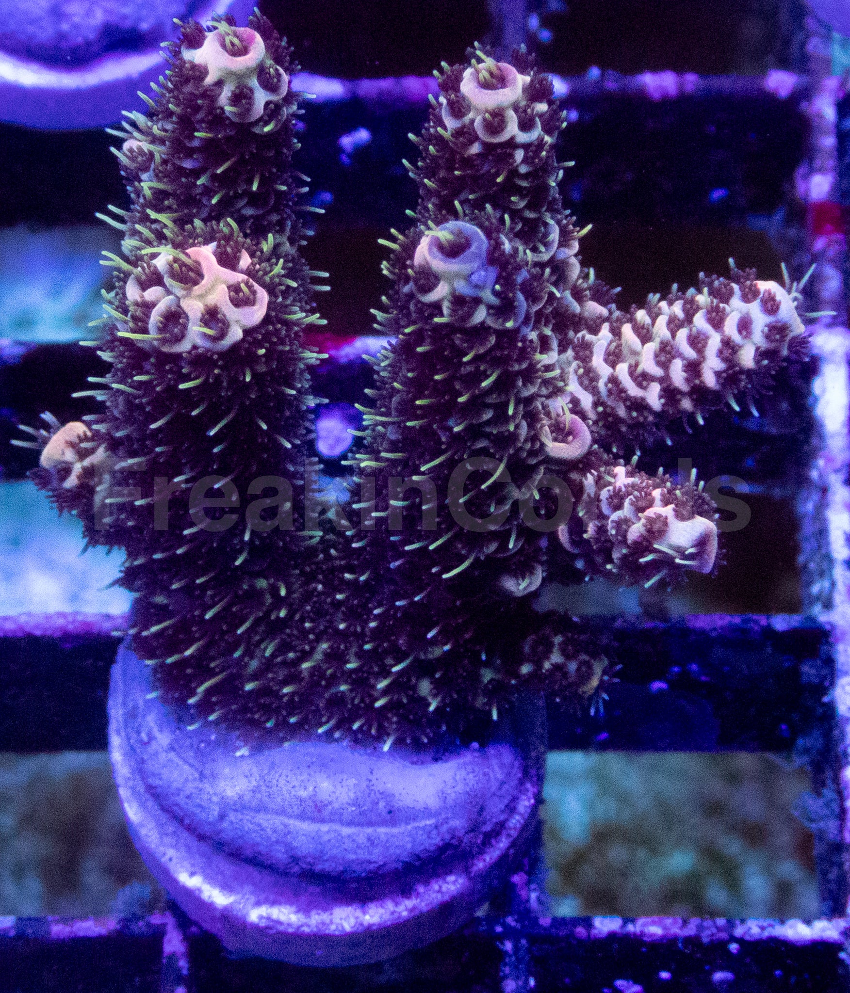 Family Adams Acropora millepora – WYSIWYG