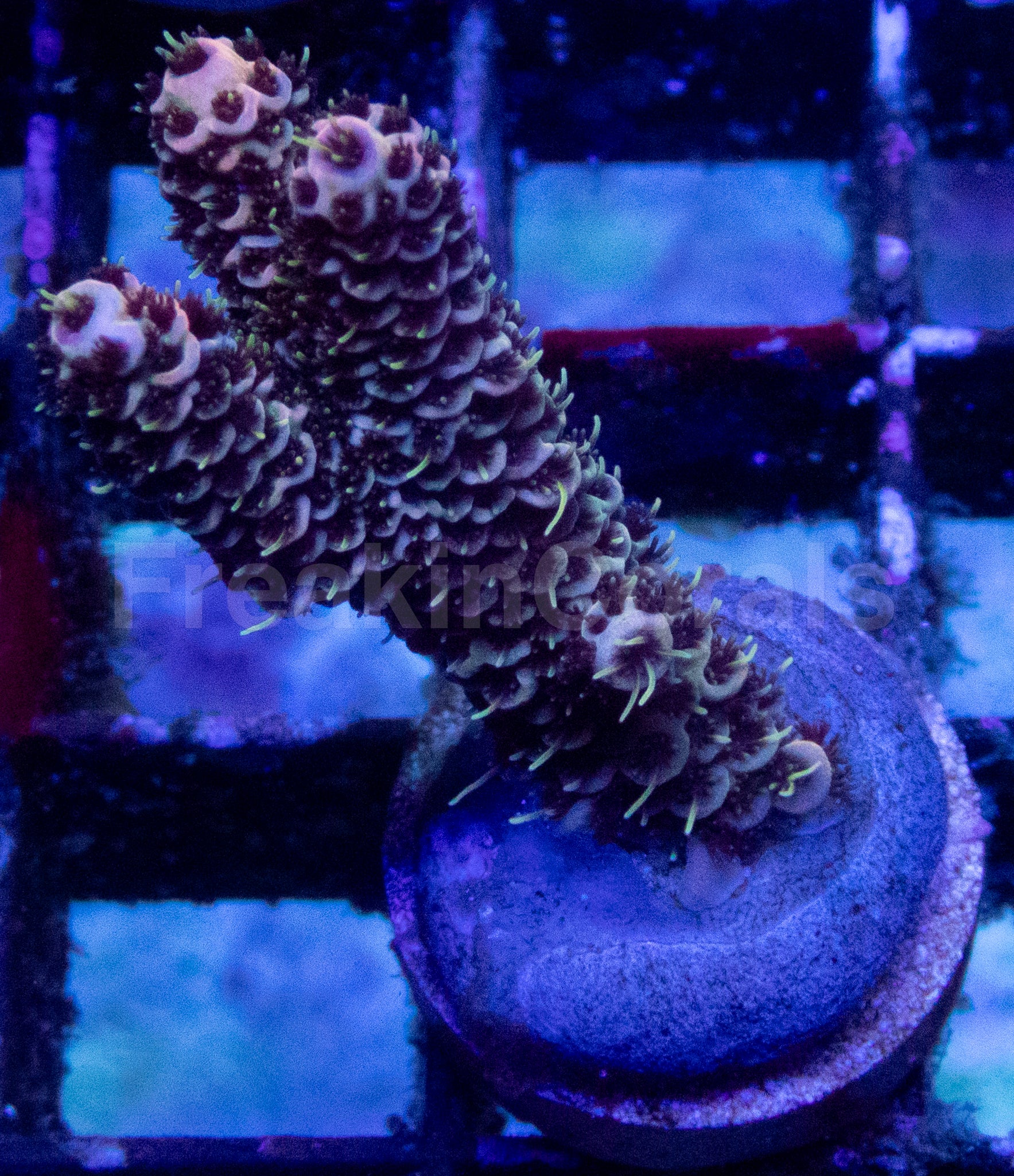 Family Adams Acropora millepora – WYSIWYG
