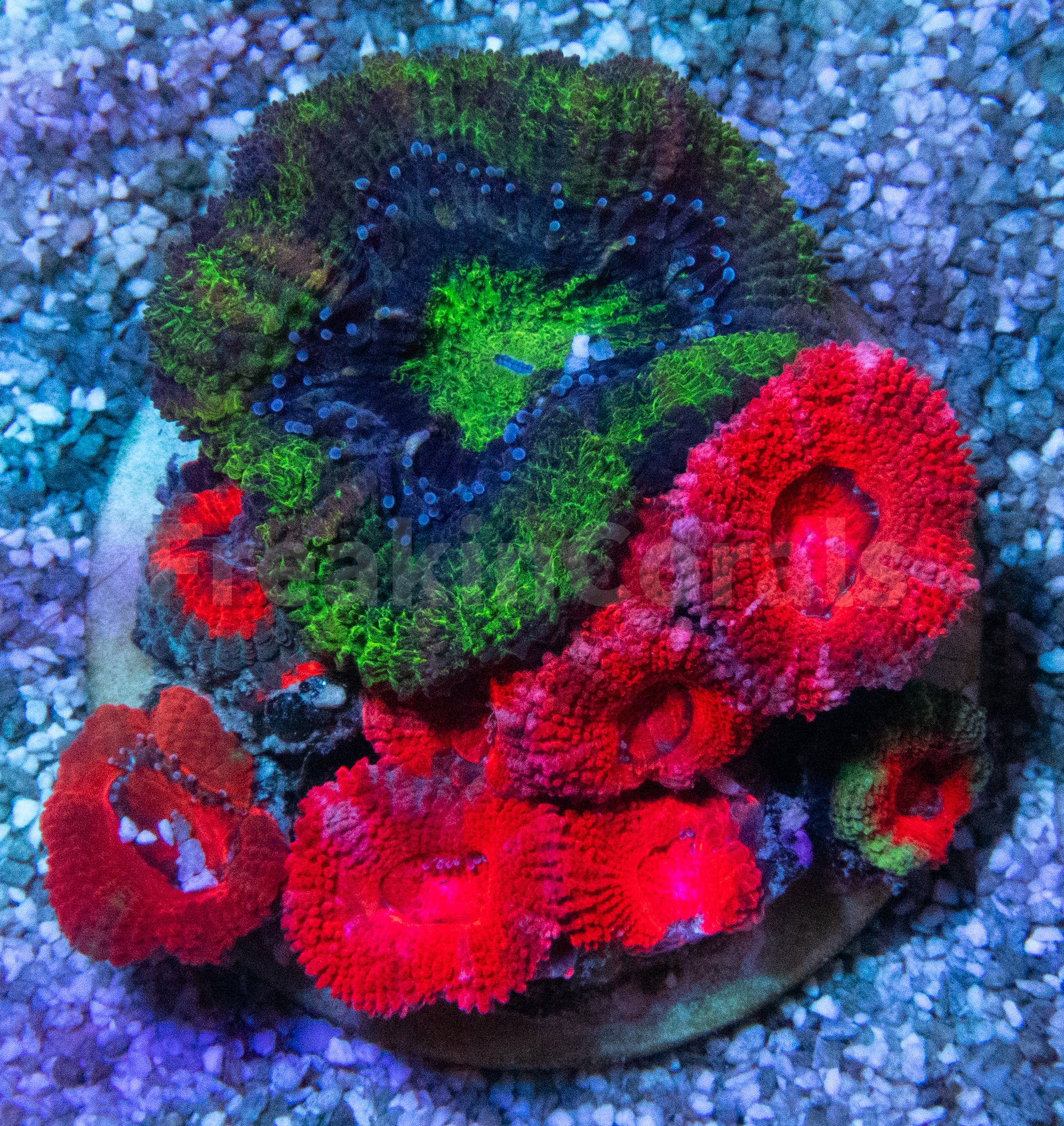 FK Mix micromussa lordhowensis