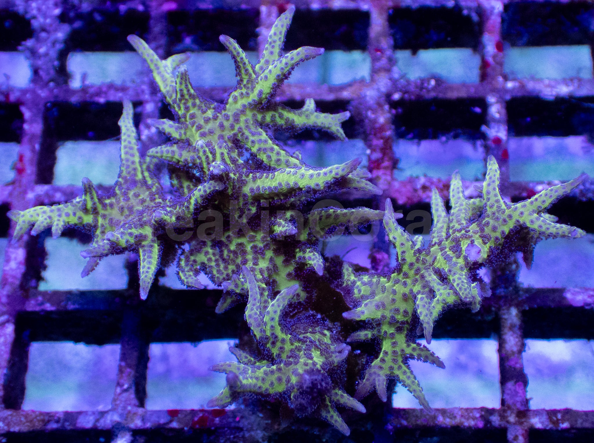Green &amp; Blue Seriatopora hystrix – Frag (Similar to Photo)