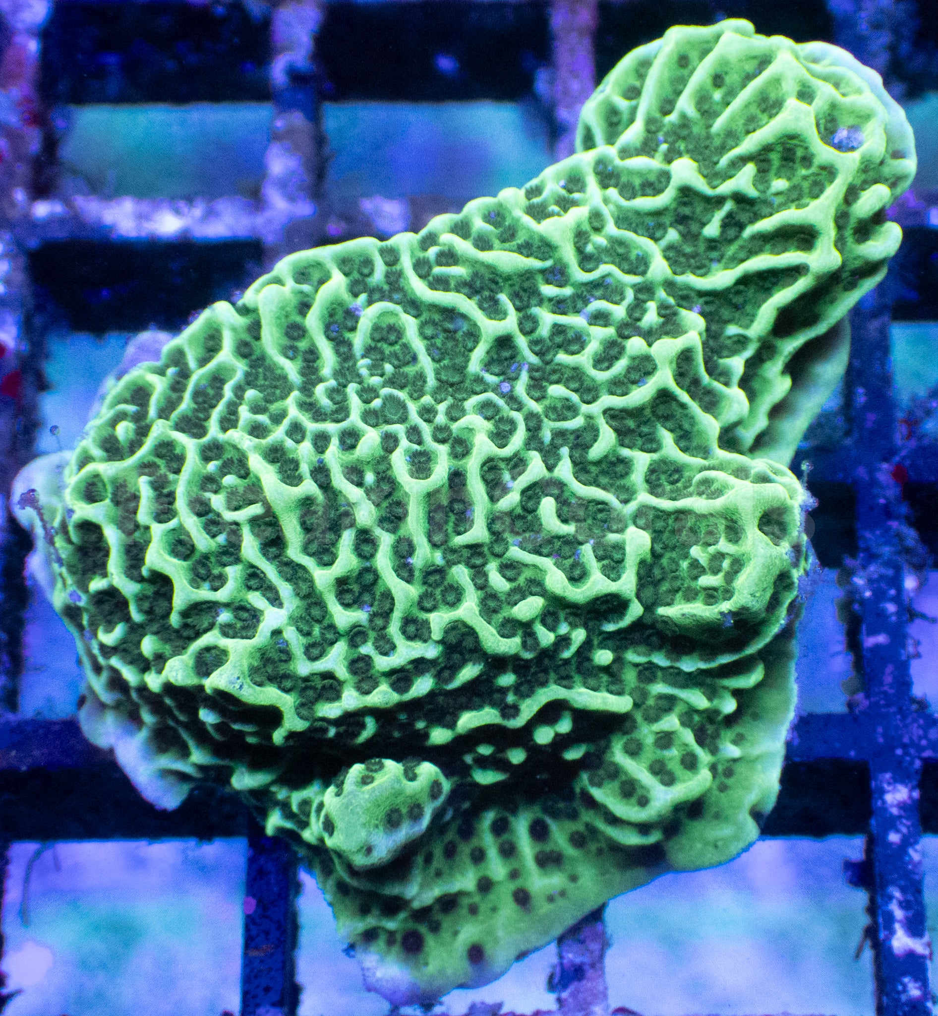 Green Montipora foliosa – Frag (Similar to Photo)